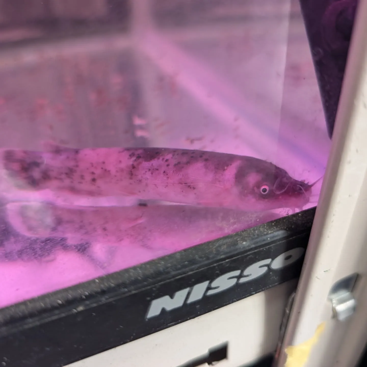 本日の入荷情報✨(熱帯魚)