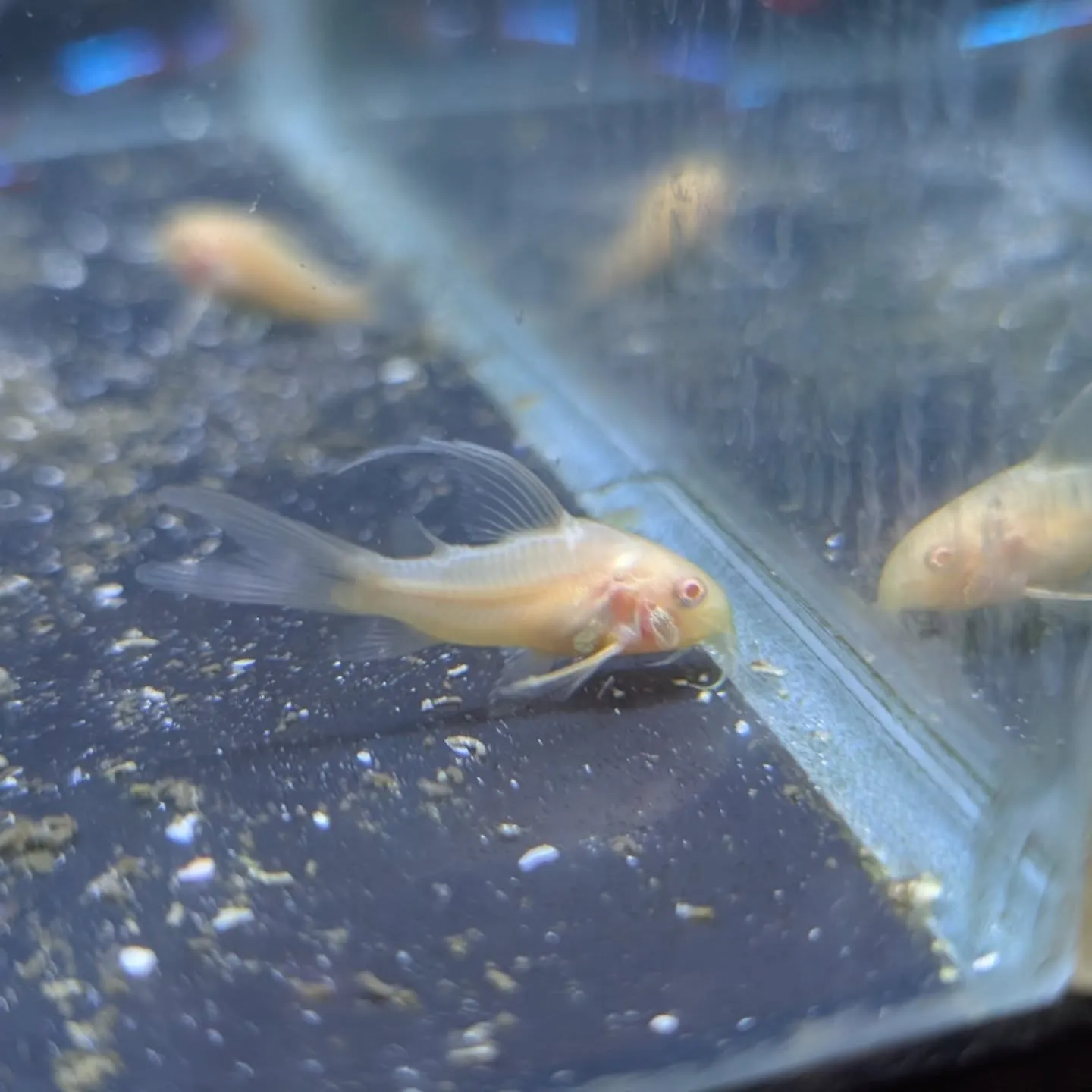 本日の入荷情報✨(熱帯魚)
