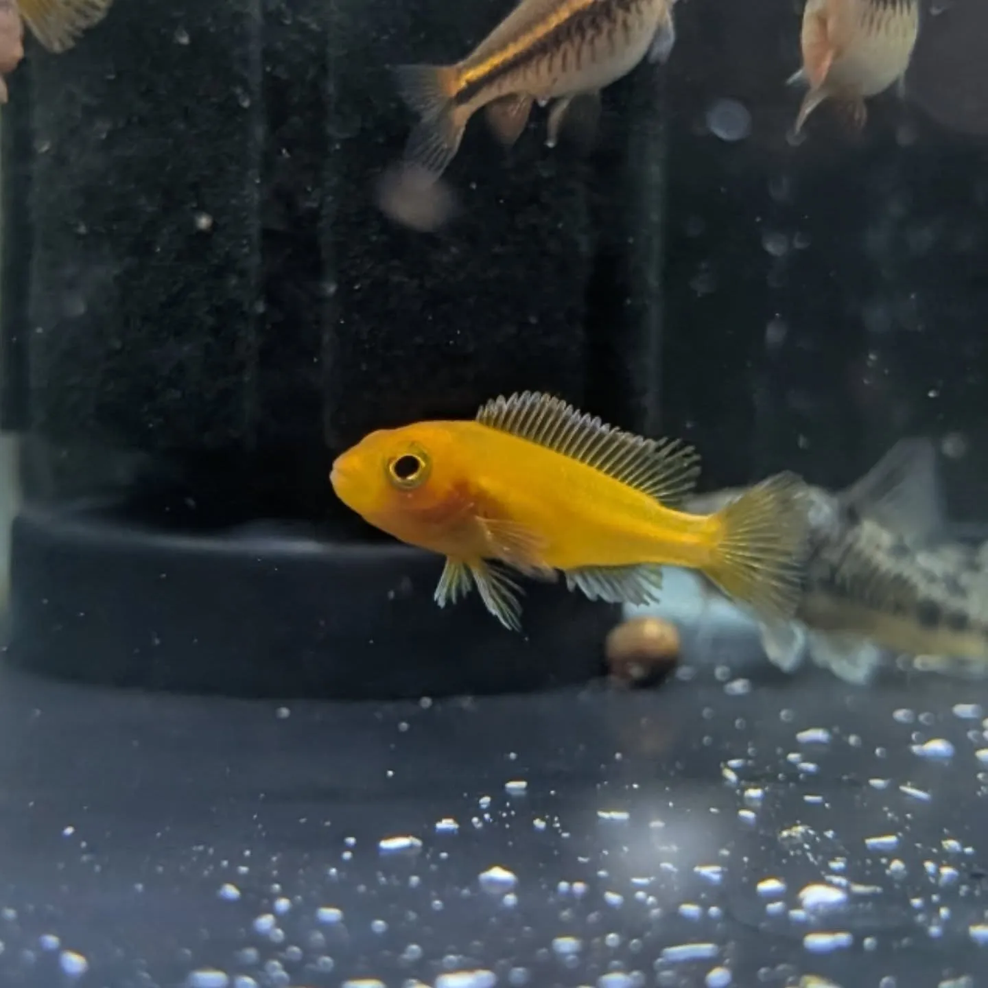本日の入荷情報✨(熱帯魚)