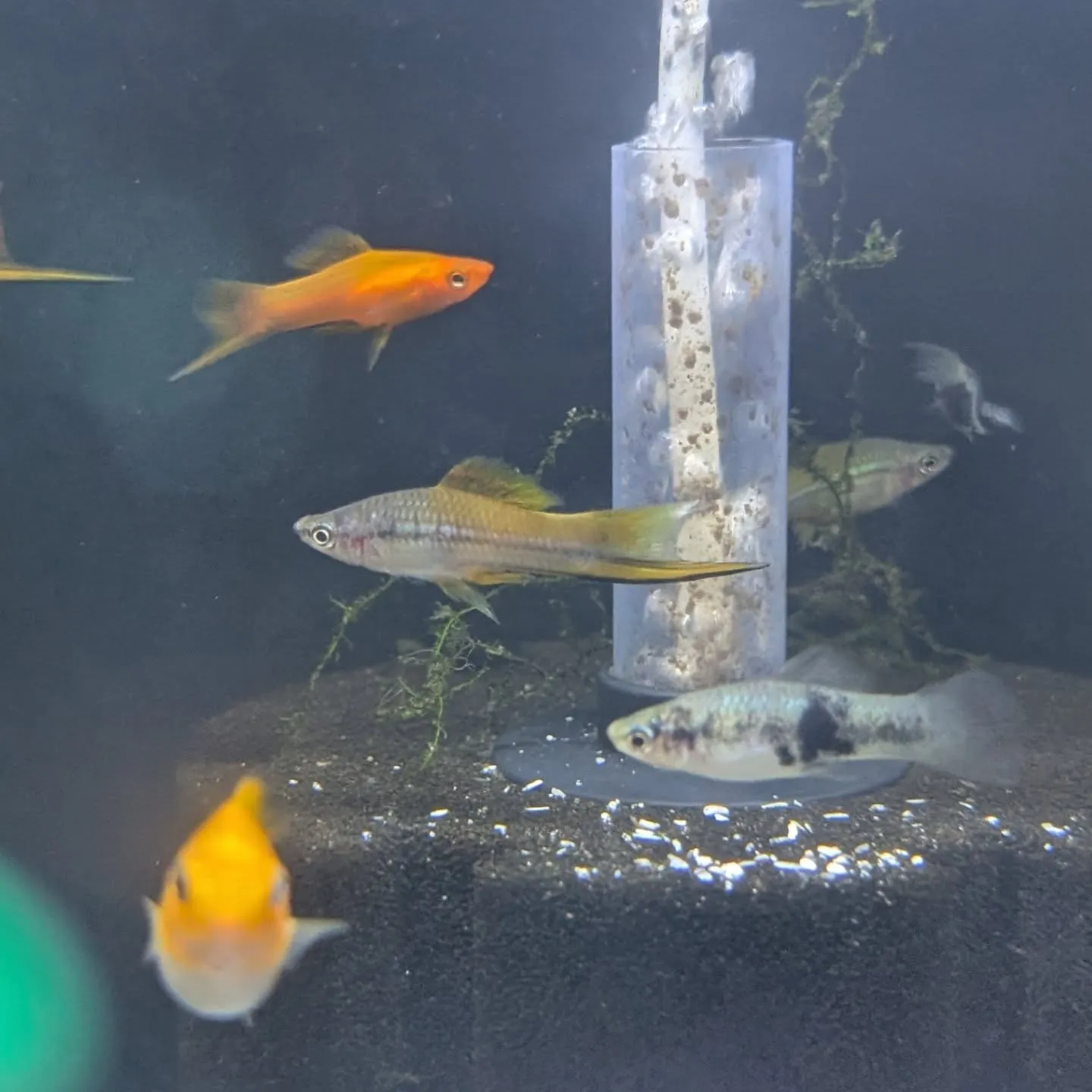 本日の入荷情報✨(熱帯魚)