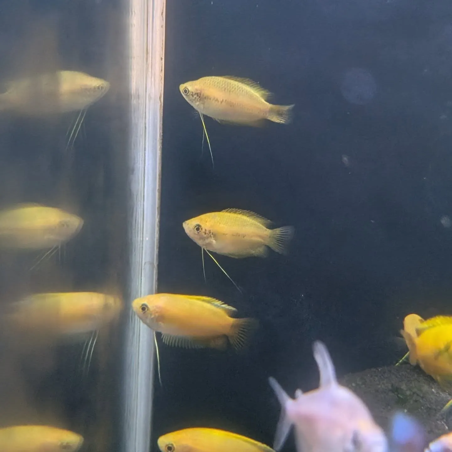 本日の入荷情報✨(熱帯魚)