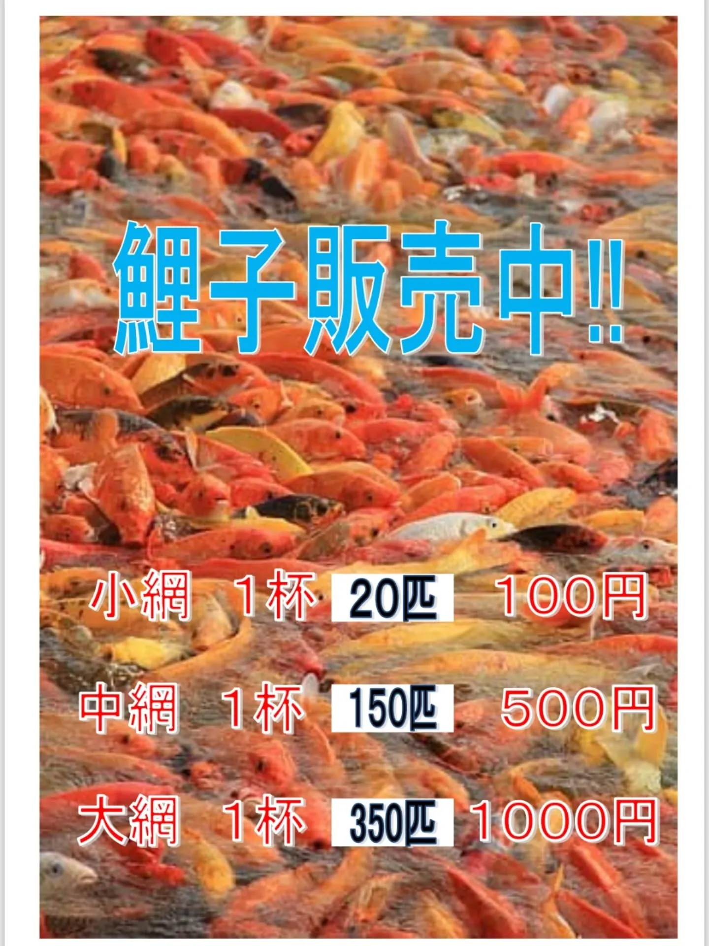 鯉子販売✨