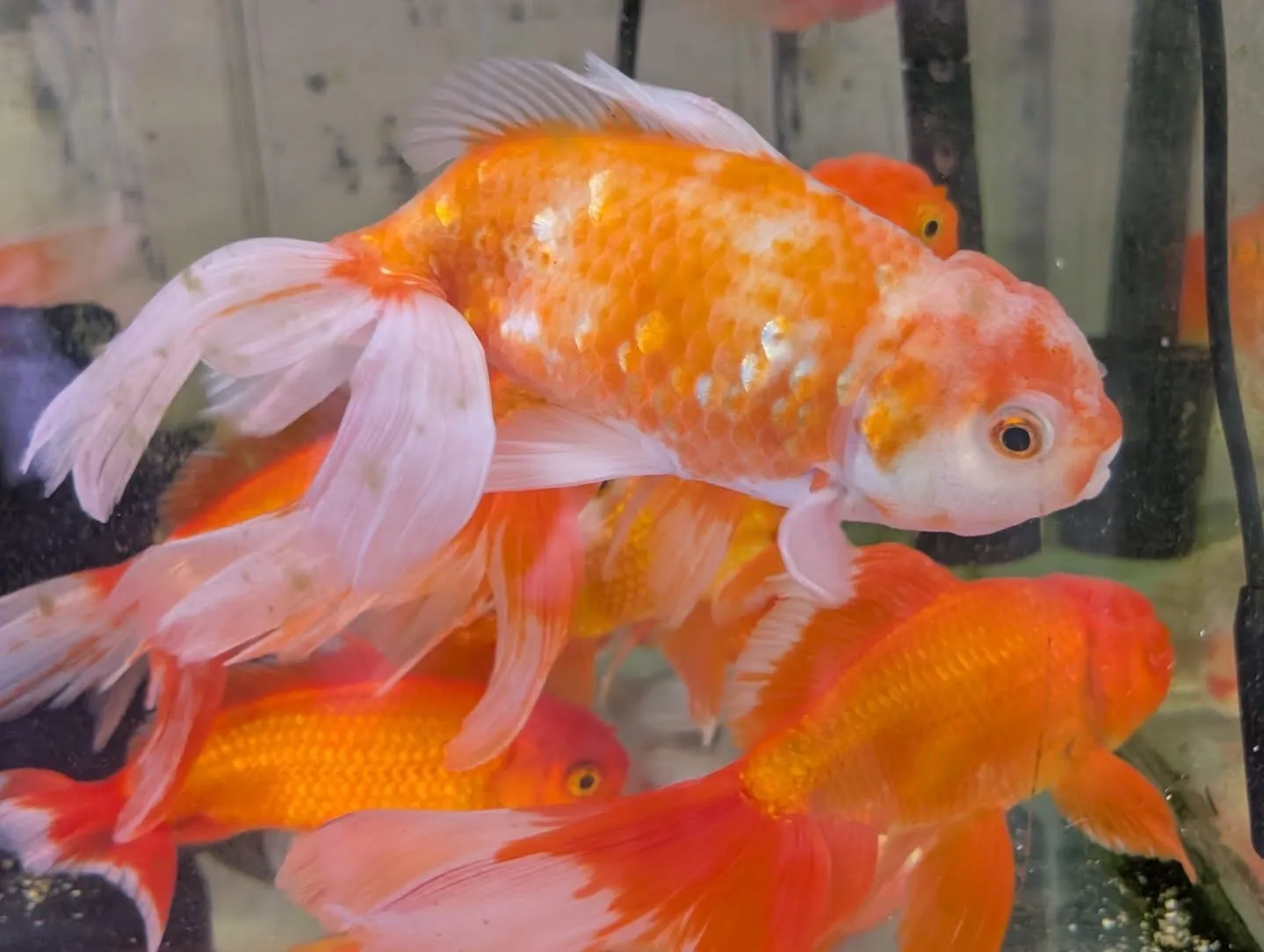 本日の入荷情報✨(金魚)