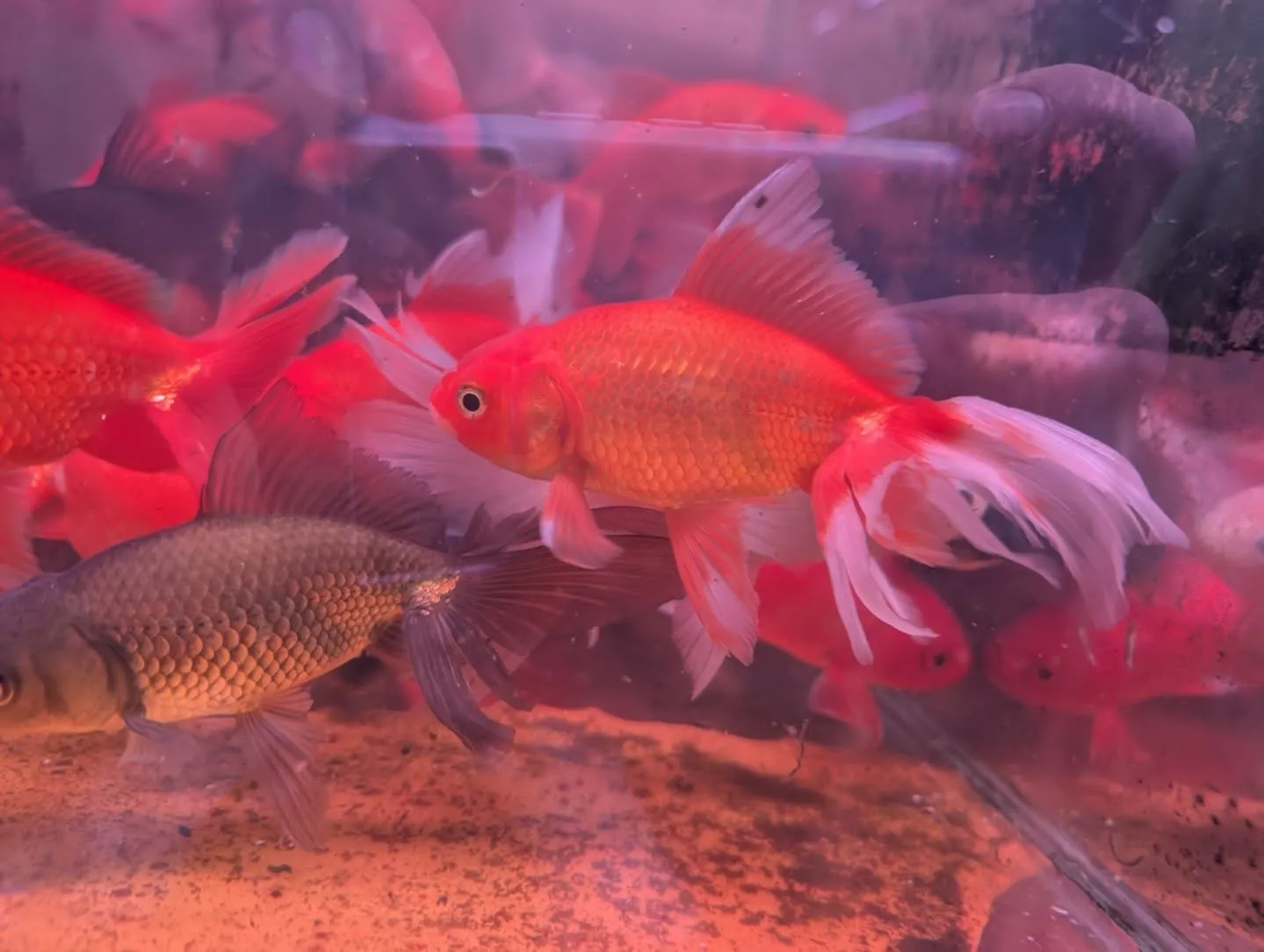 本日の入荷情報✨(金魚)