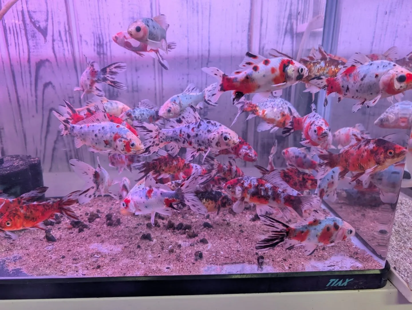 本日の入荷情報✨(金魚)