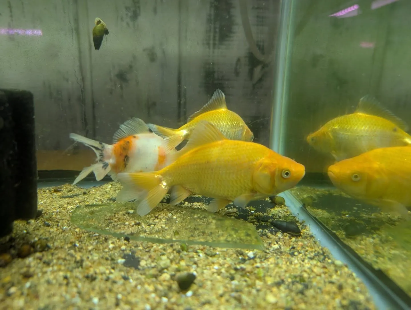 本日の入荷情報✨(金魚)