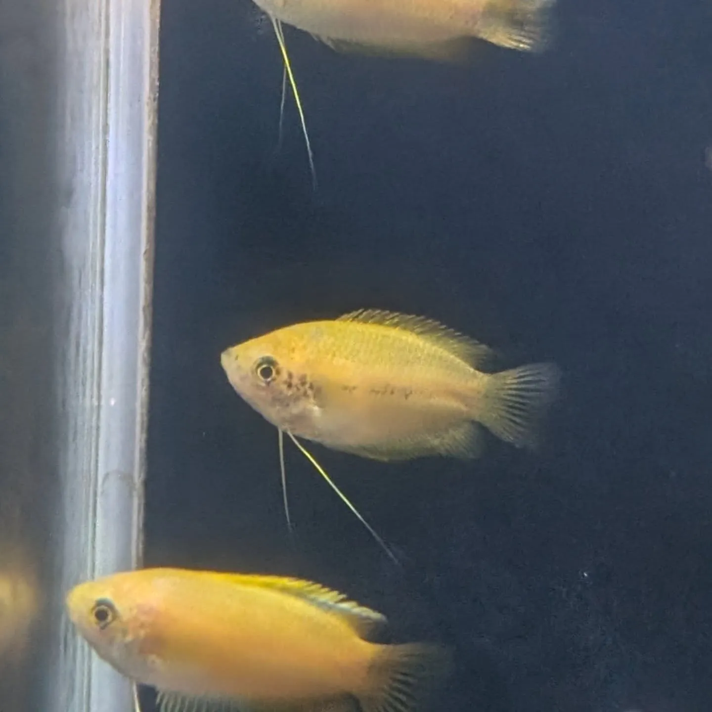 本日の入荷情報✨(日淡魚、熱帯魚)
