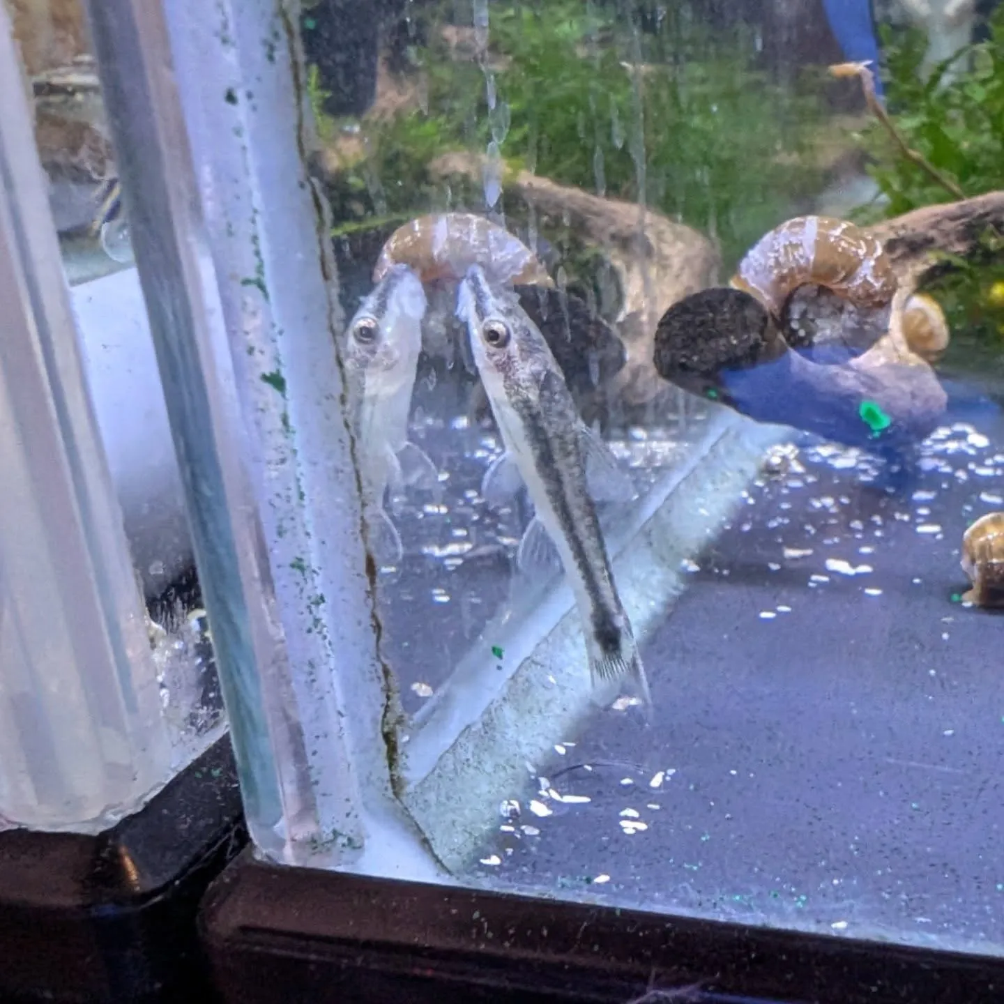 本日の入荷情報✨(日淡魚、熱帯魚)