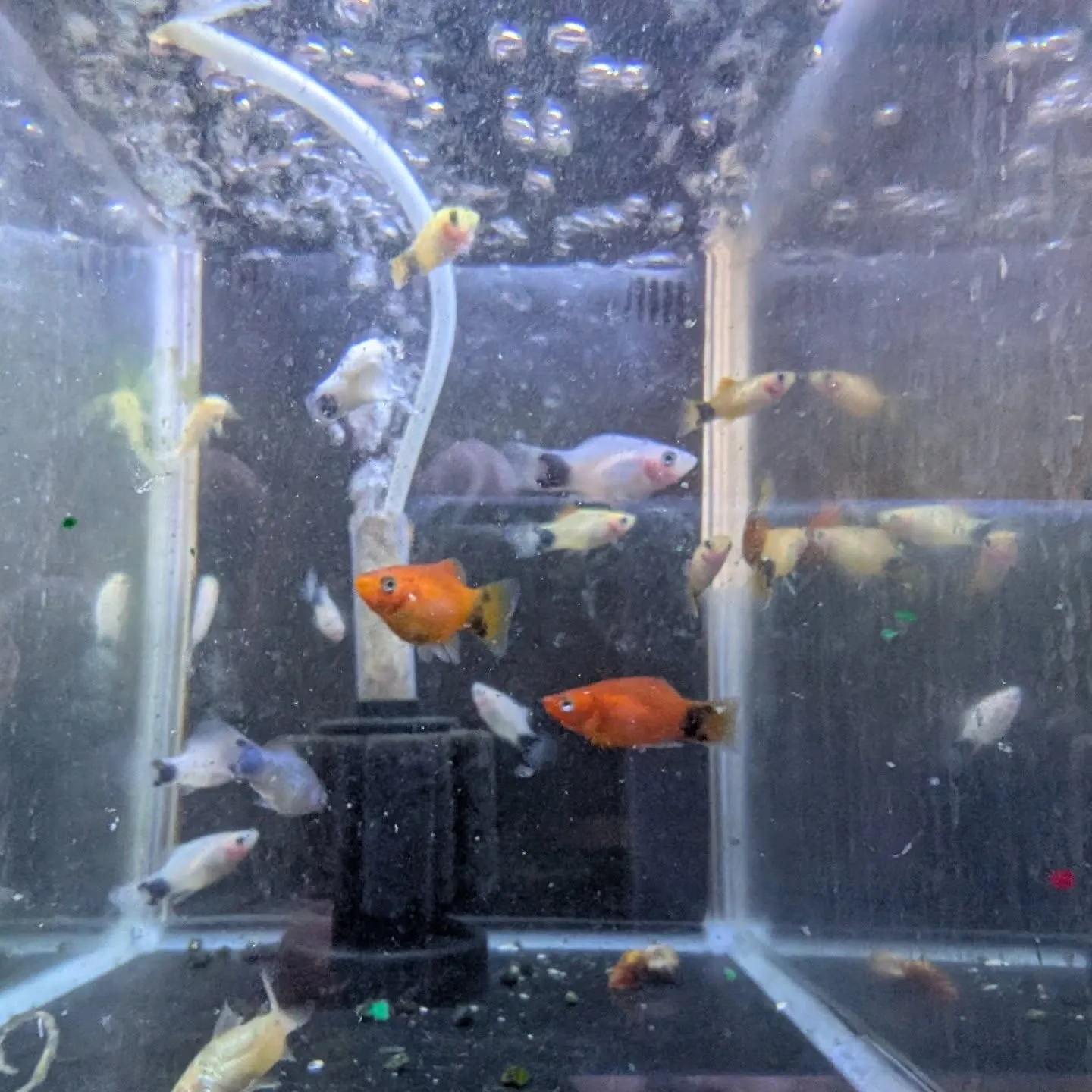 本日の入荷情報✨(日淡魚、熱帯魚)