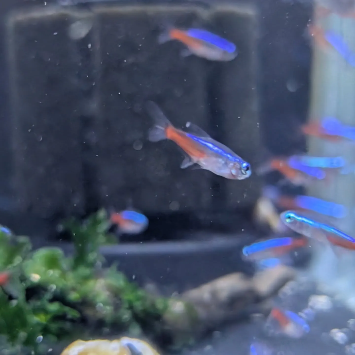 本日の入荷情報✨(日淡魚、熱帯魚)