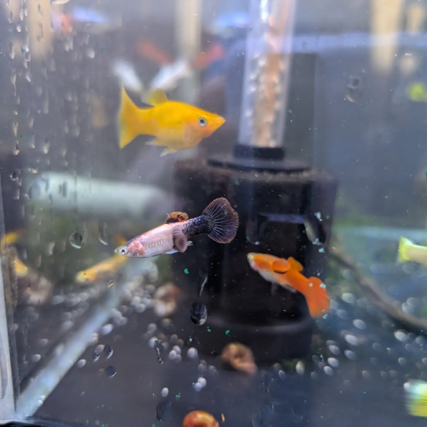 本日の入荷情報✨(日淡魚、熱帯魚)