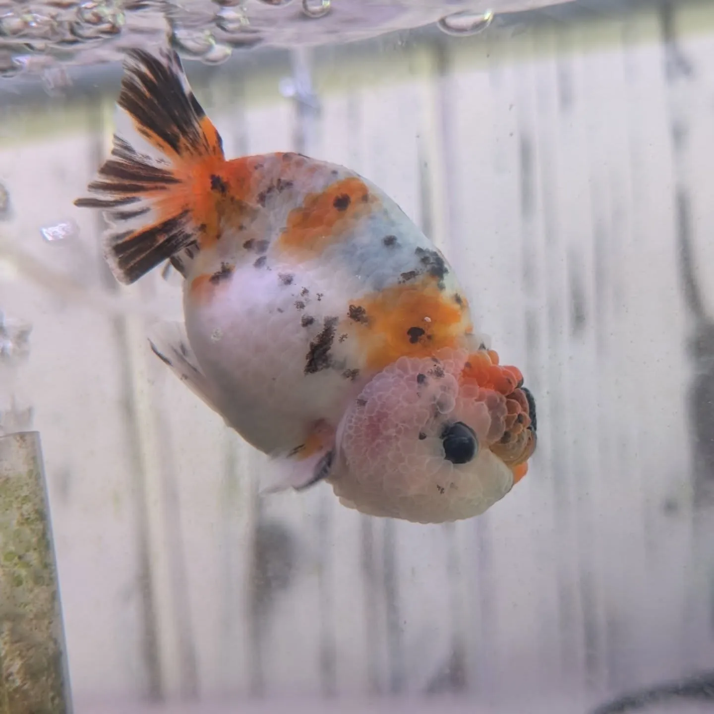 本日の入荷情報✨(金魚)
