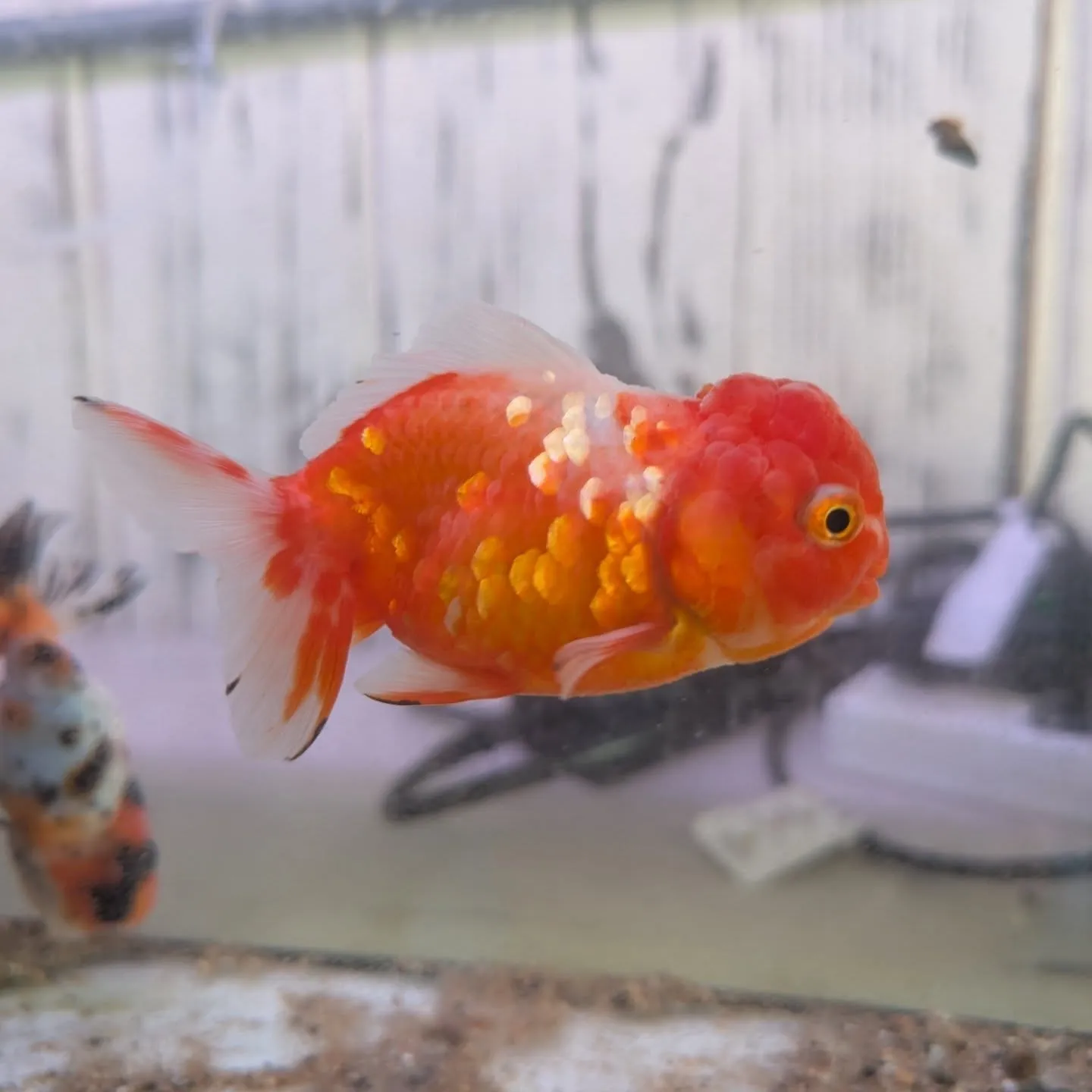 本日の入荷情報✨(金魚)