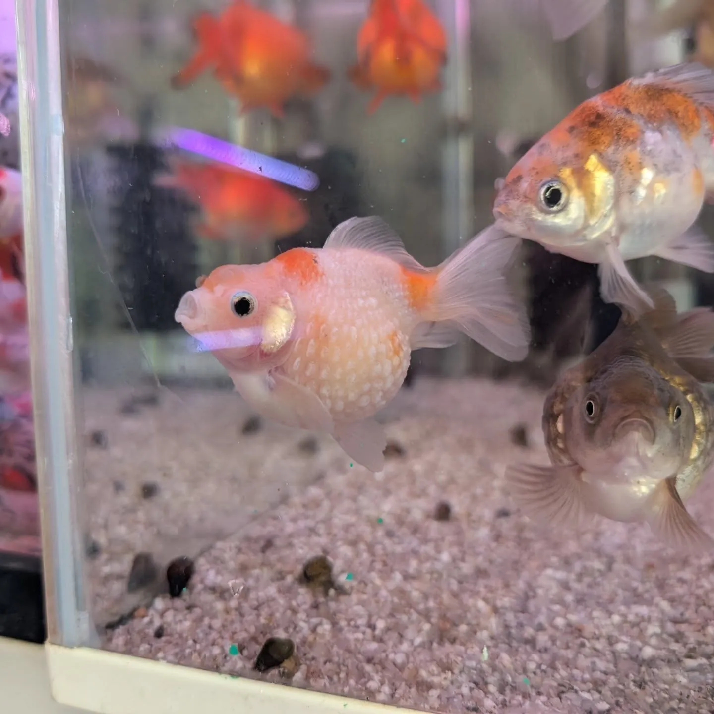 本日の入荷情報✨(金魚)