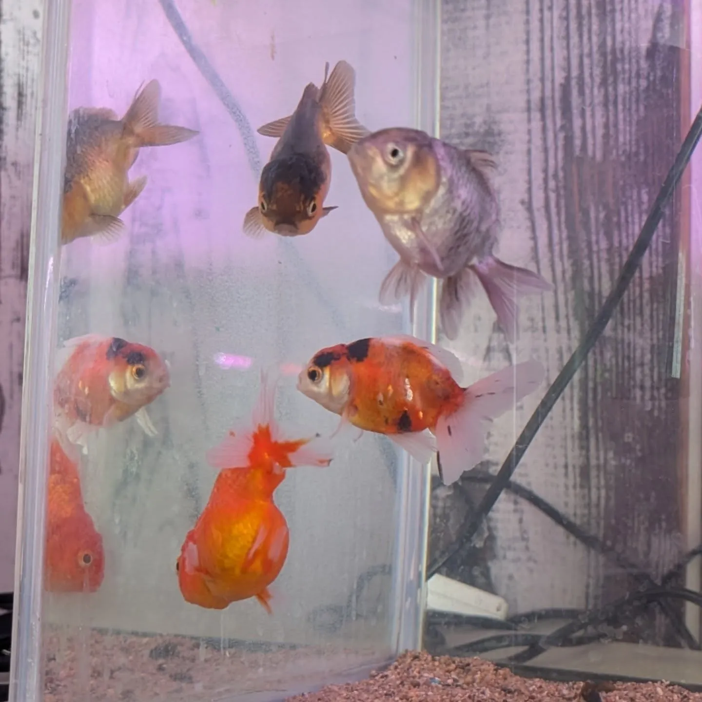本日の入荷情報✨(金魚)