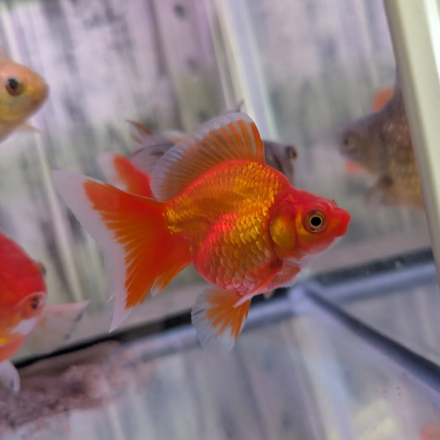 本日の入荷情報✨(金魚)