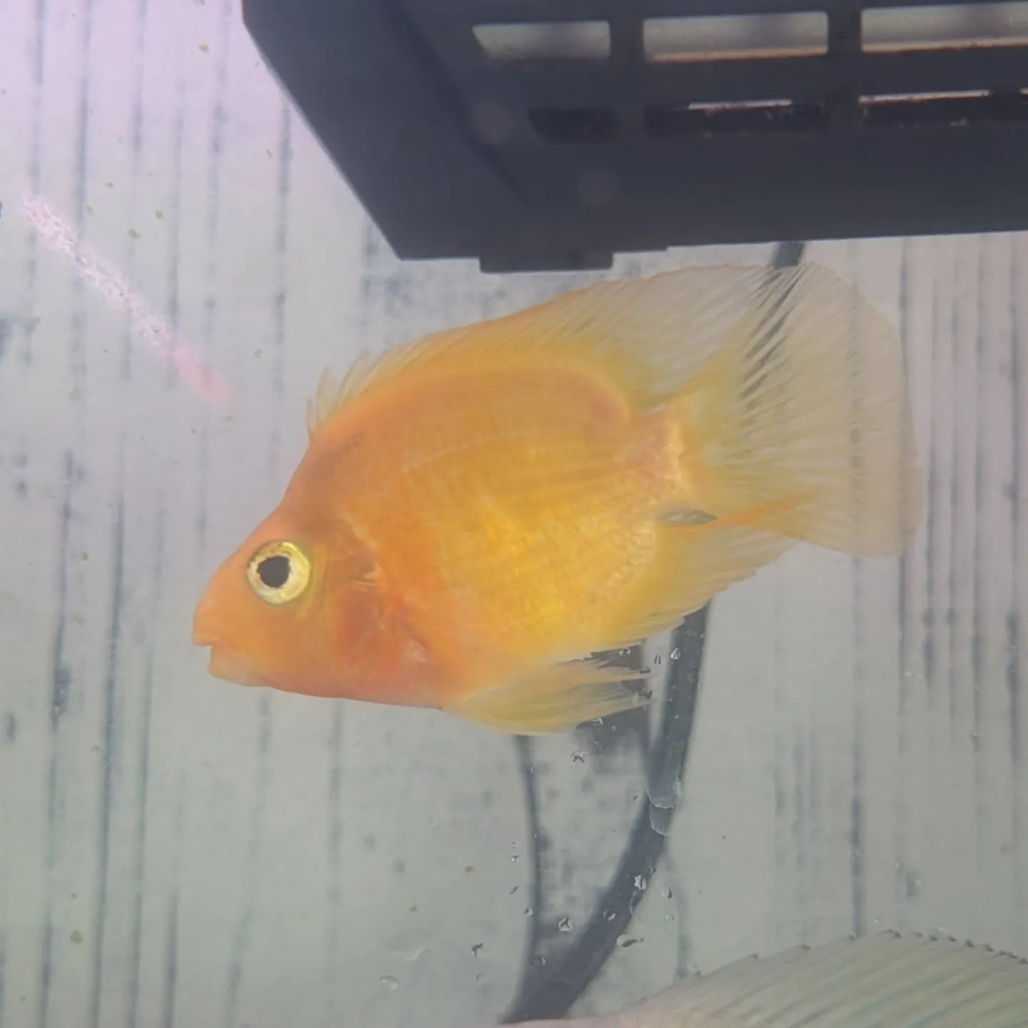 本日の入荷情報(熱帯魚)