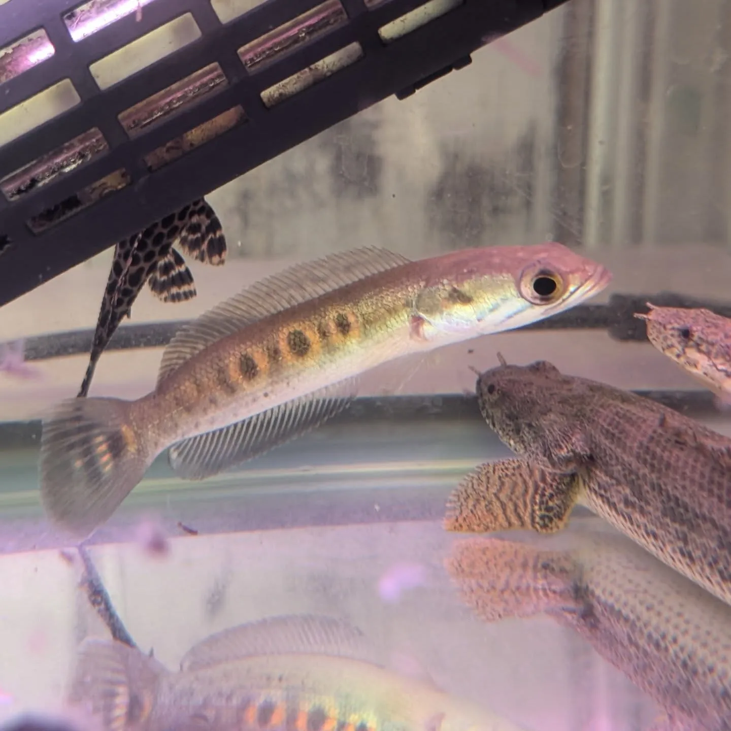 本日の入荷情報(熱帯魚)