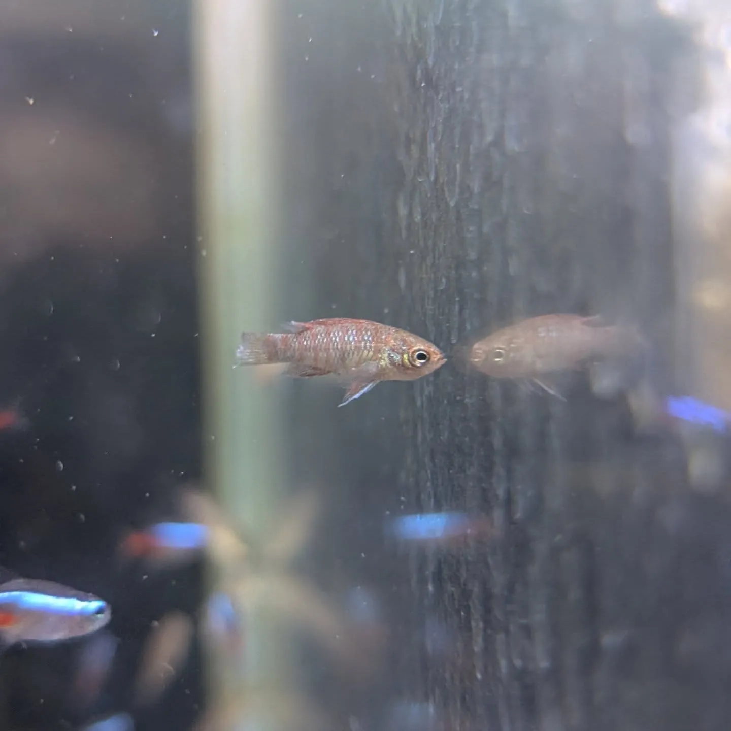 本日の入荷情報(熱帯魚)