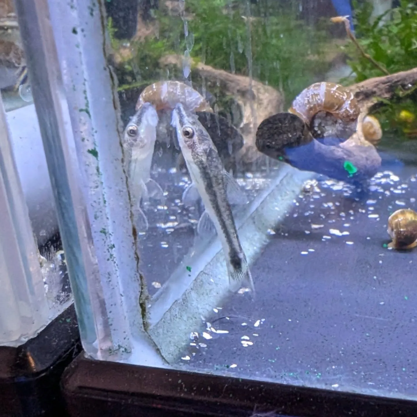 本日の入荷情報(熱帯魚)