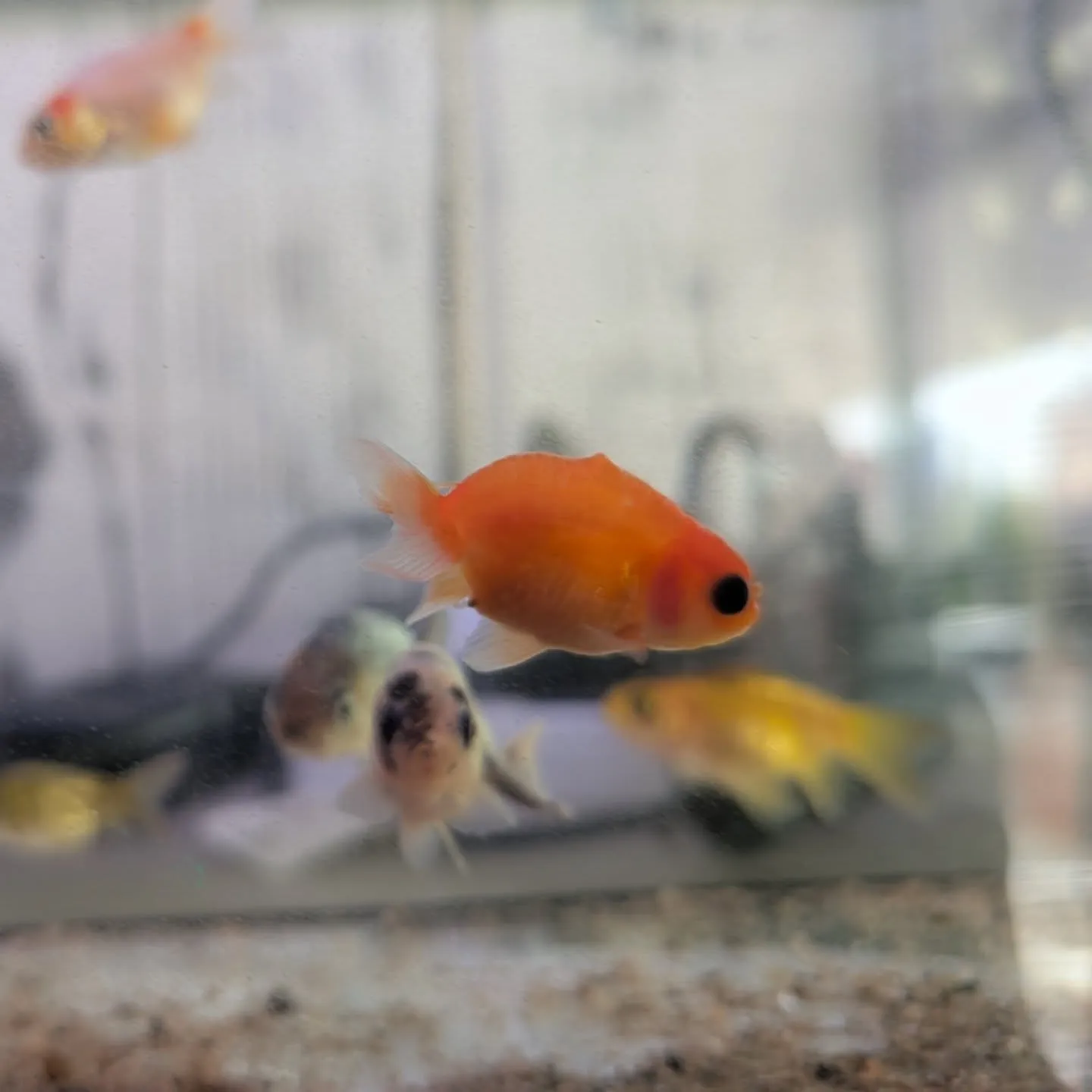 本日の入荷情報✨(金魚、熱帯魚、ベタ)