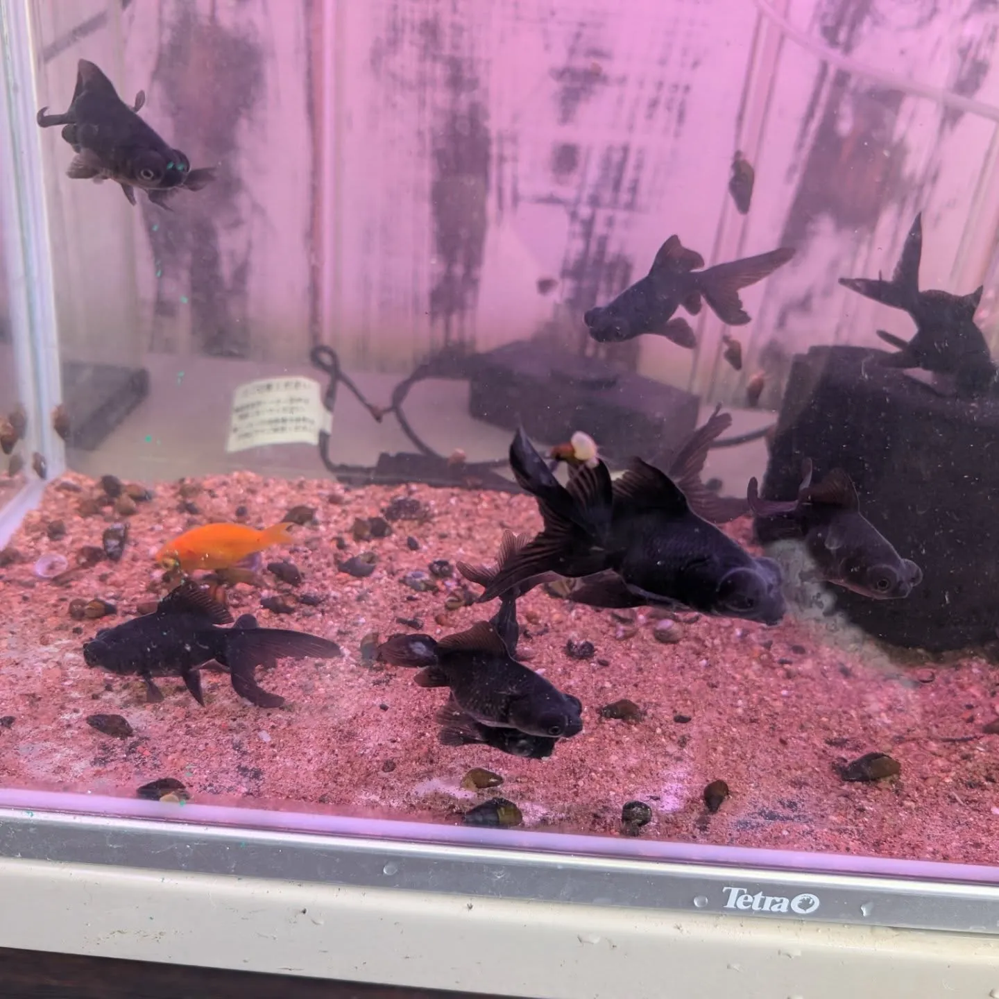 本日の入荷情報✨(金魚、熱帯魚、ベタ)