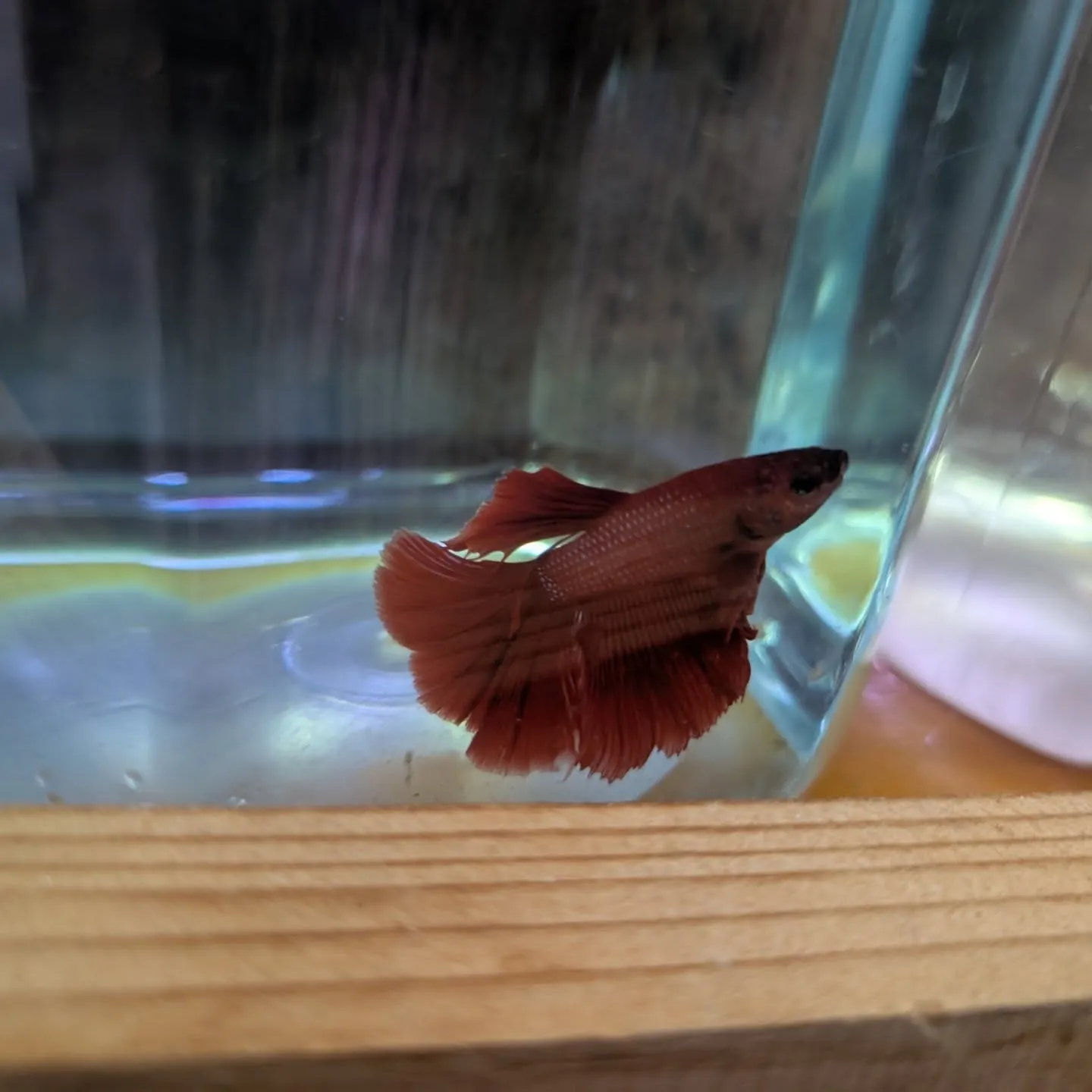 本日の入荷情報✨(金魚、熱帯魚、ベタ)