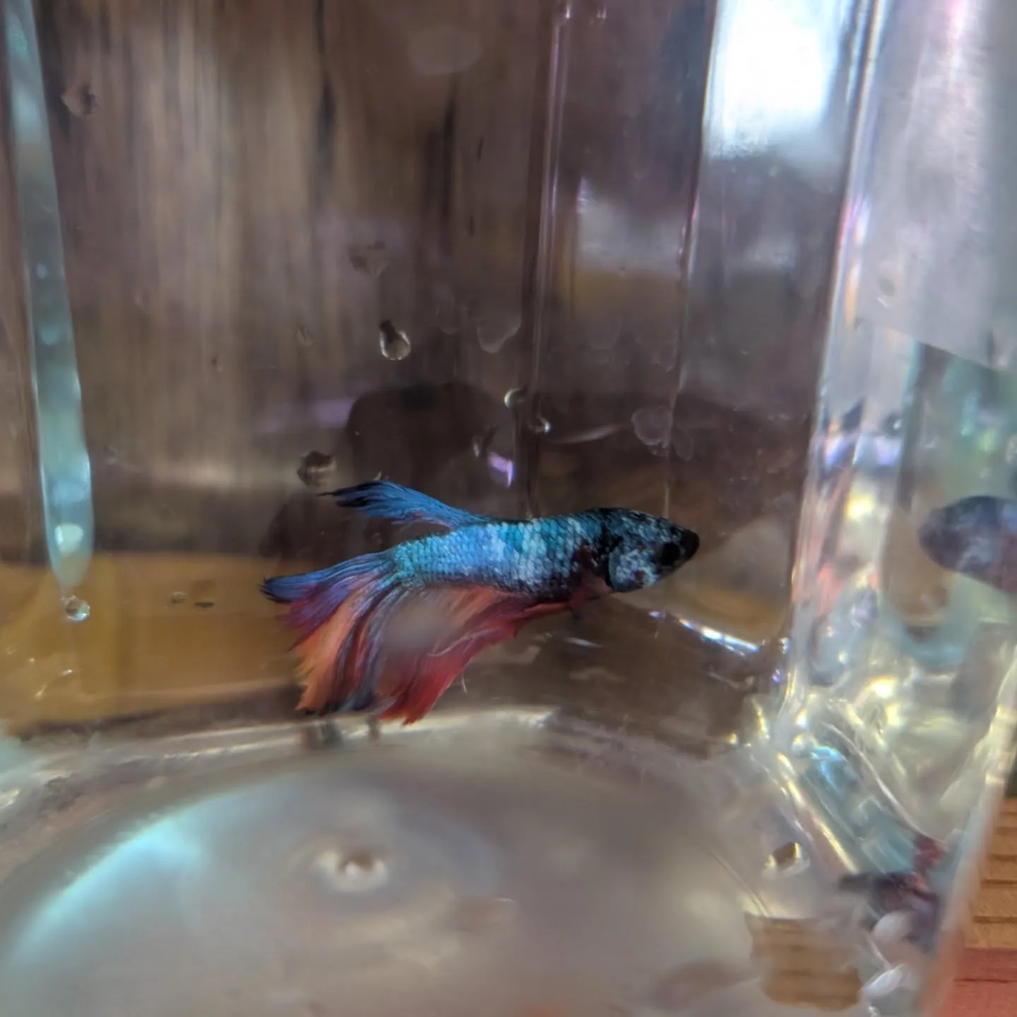 本日の入荷情報✨(金魚、熱帯魚、ベタ)