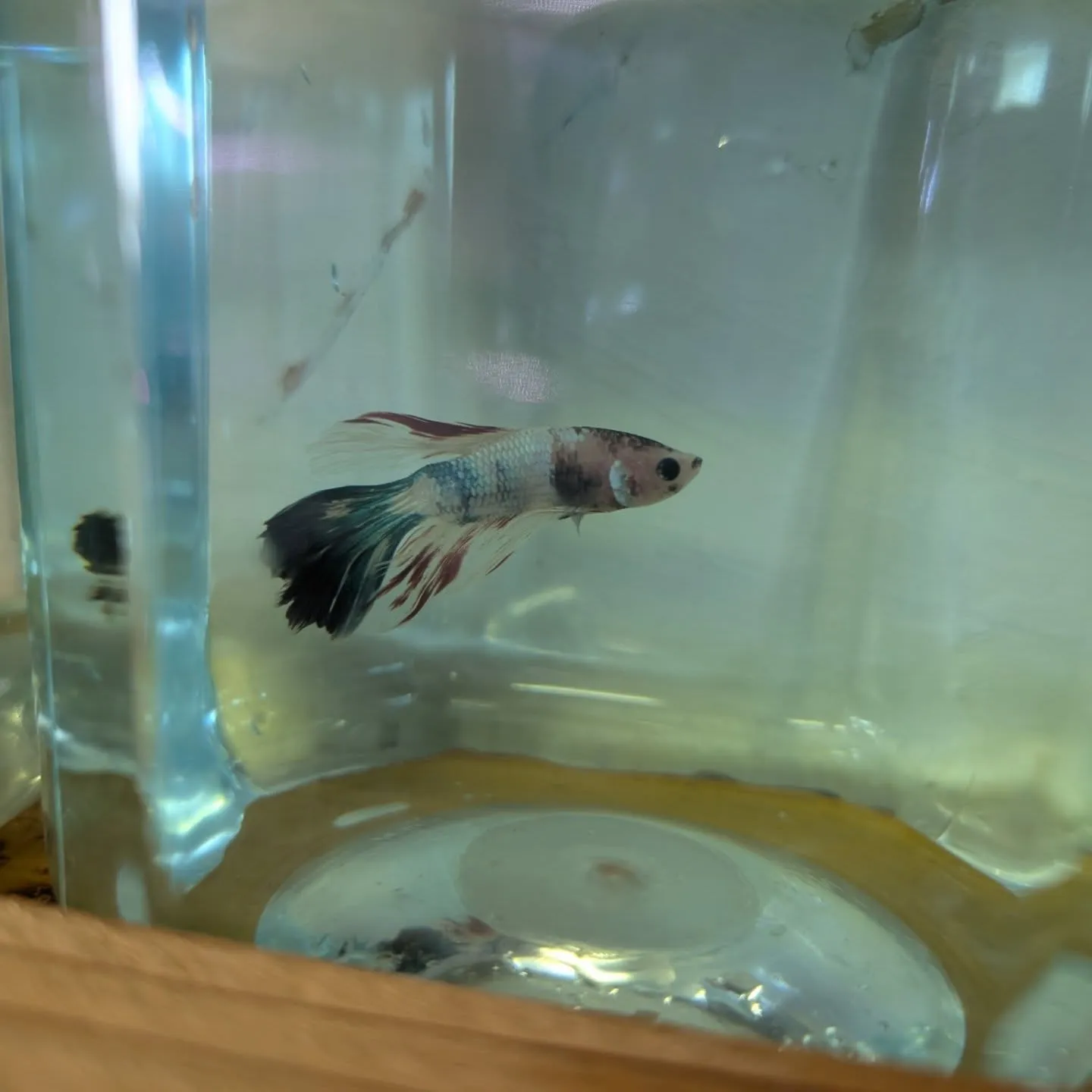 本日の入荷情報✨(金魚、熱帯魚、ベタ)