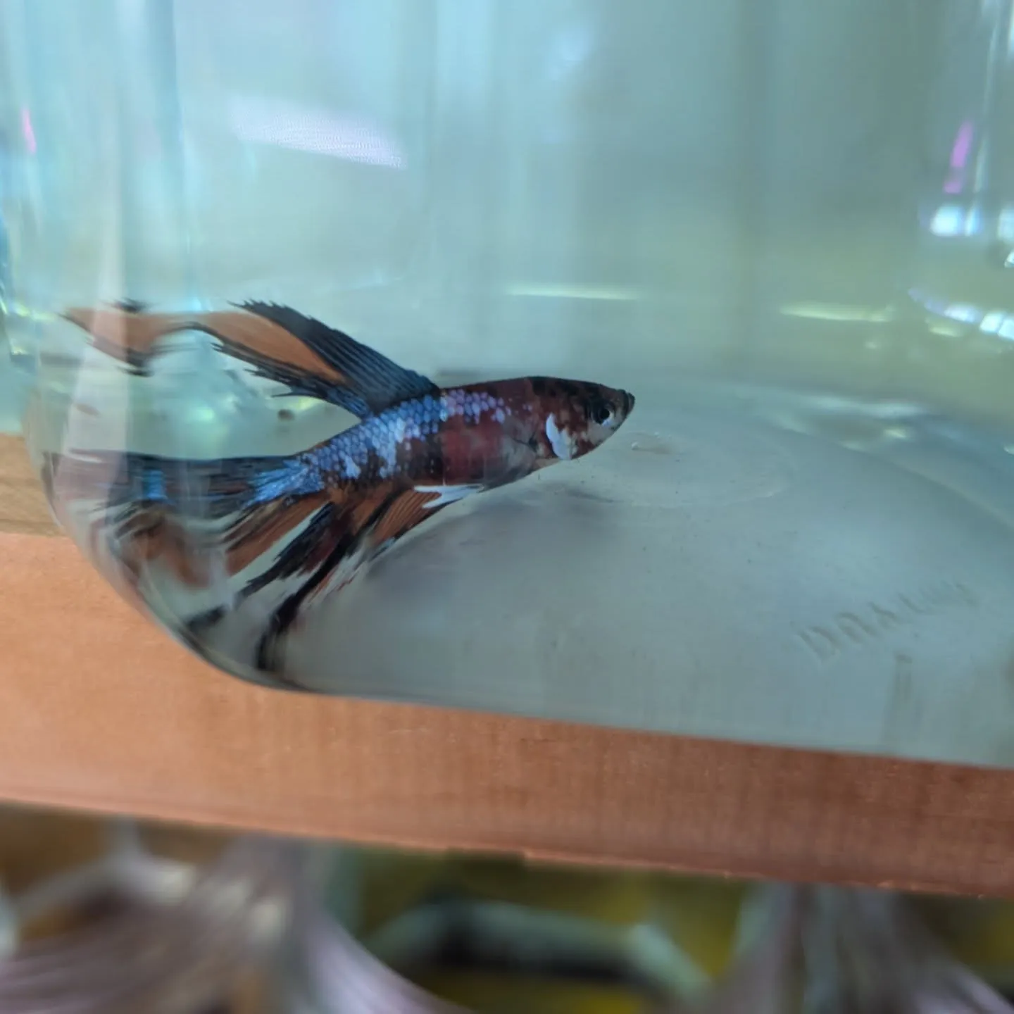 本日の入荷情報✨(金魚、熱帯魚、ベタ)