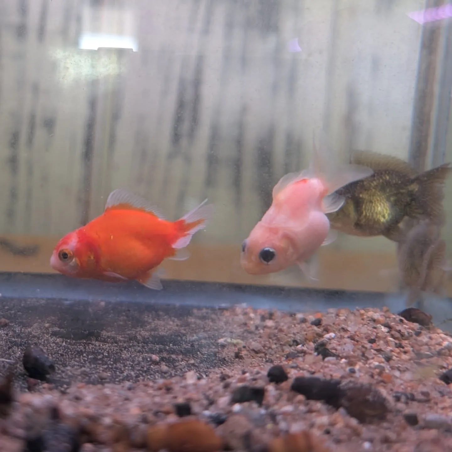 本日の入荷情報✨(金魚、熱帯魚、ベタ)