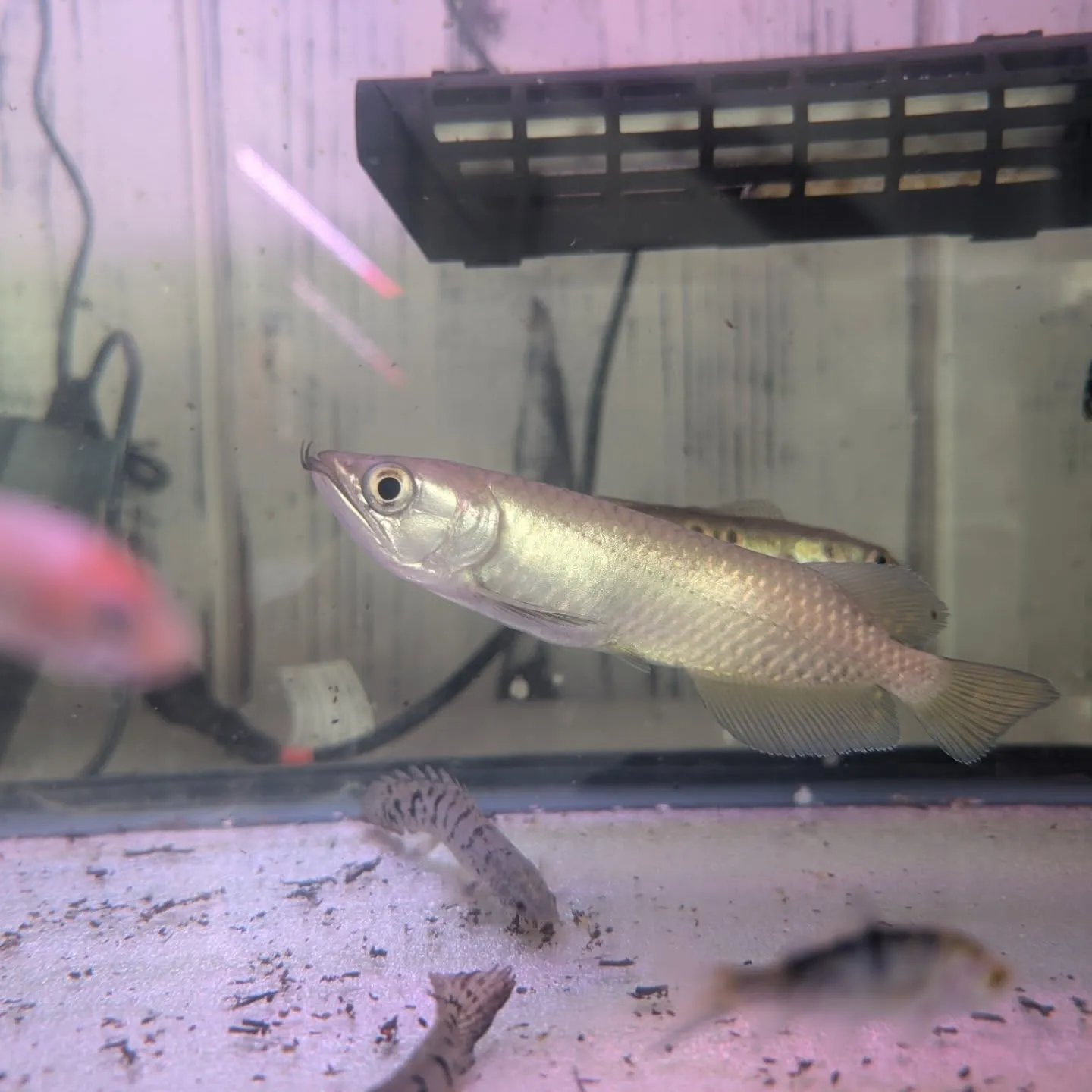本日の入荷情報✨(金魚、熱帯魚、ベタ)