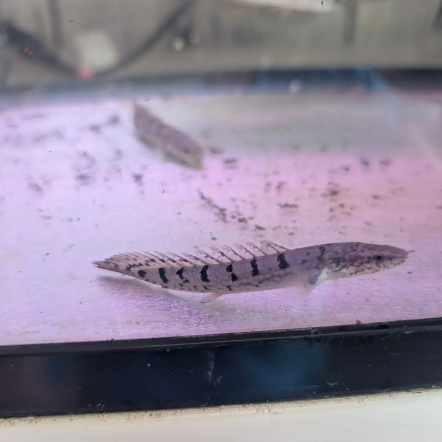 本日の入荷情報✨(金魚、熱帯魚、ベタ)