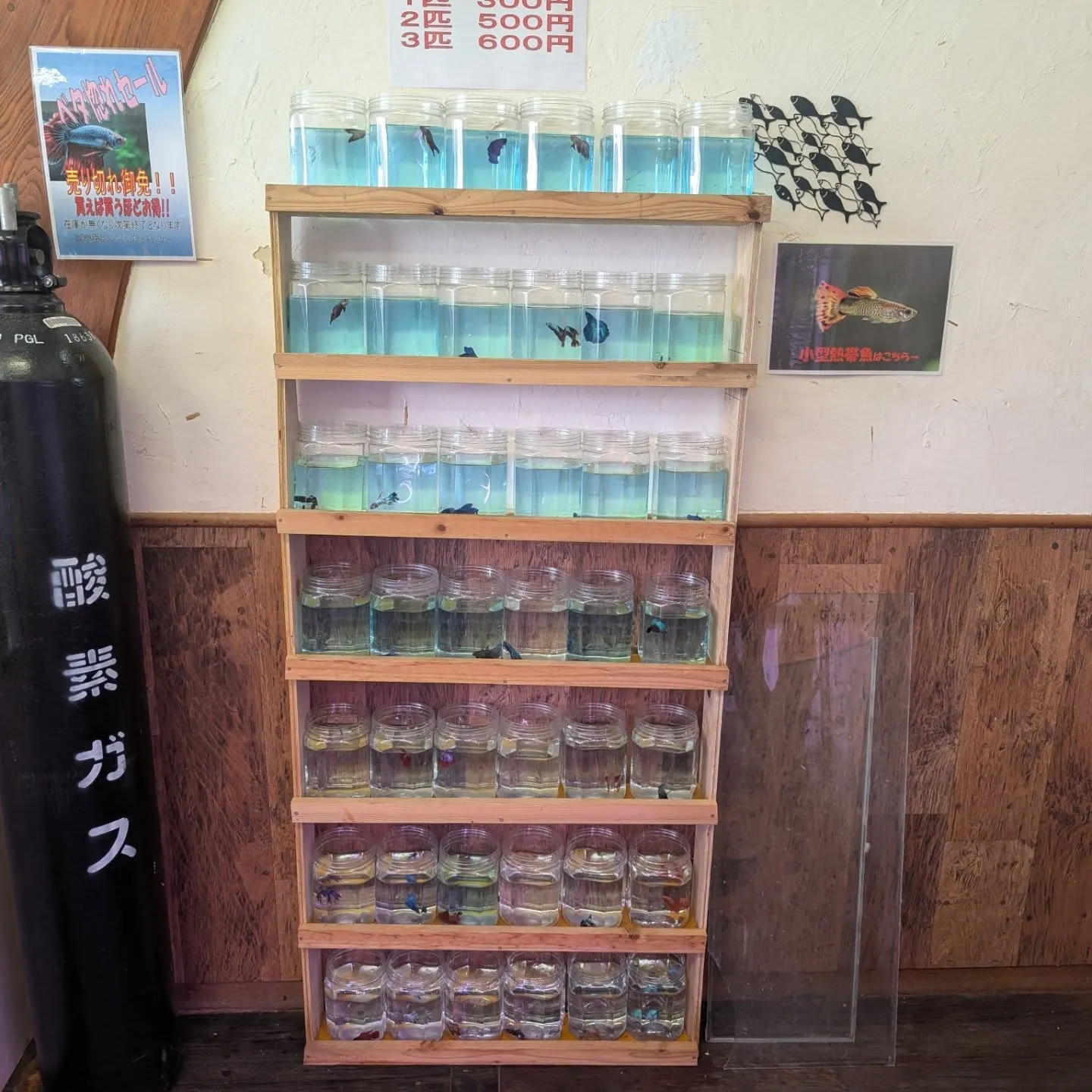 本日の入荷情報✨(金魚、熱帯魚、ベタ)