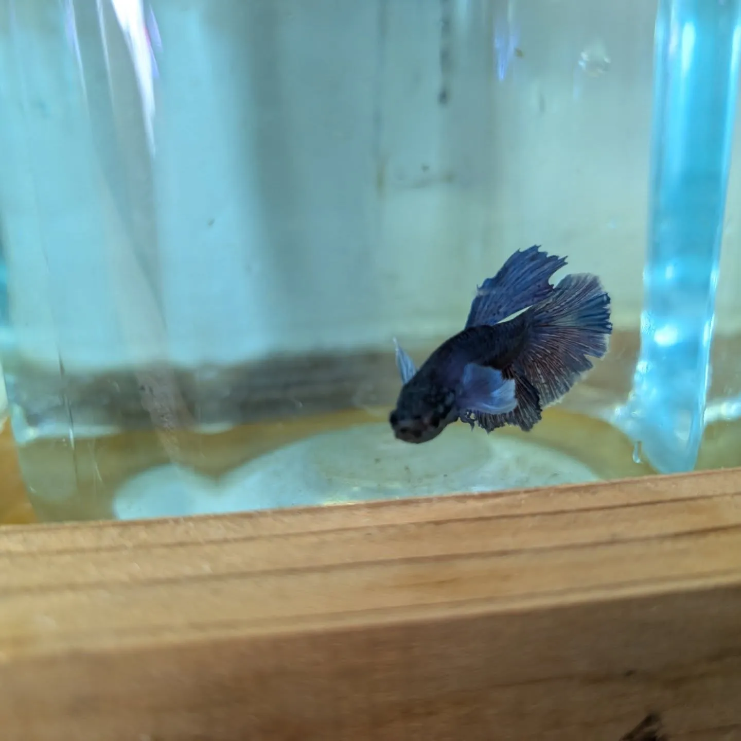 本日の入荷情報✨(金魚、熱帯魚、ベタ)