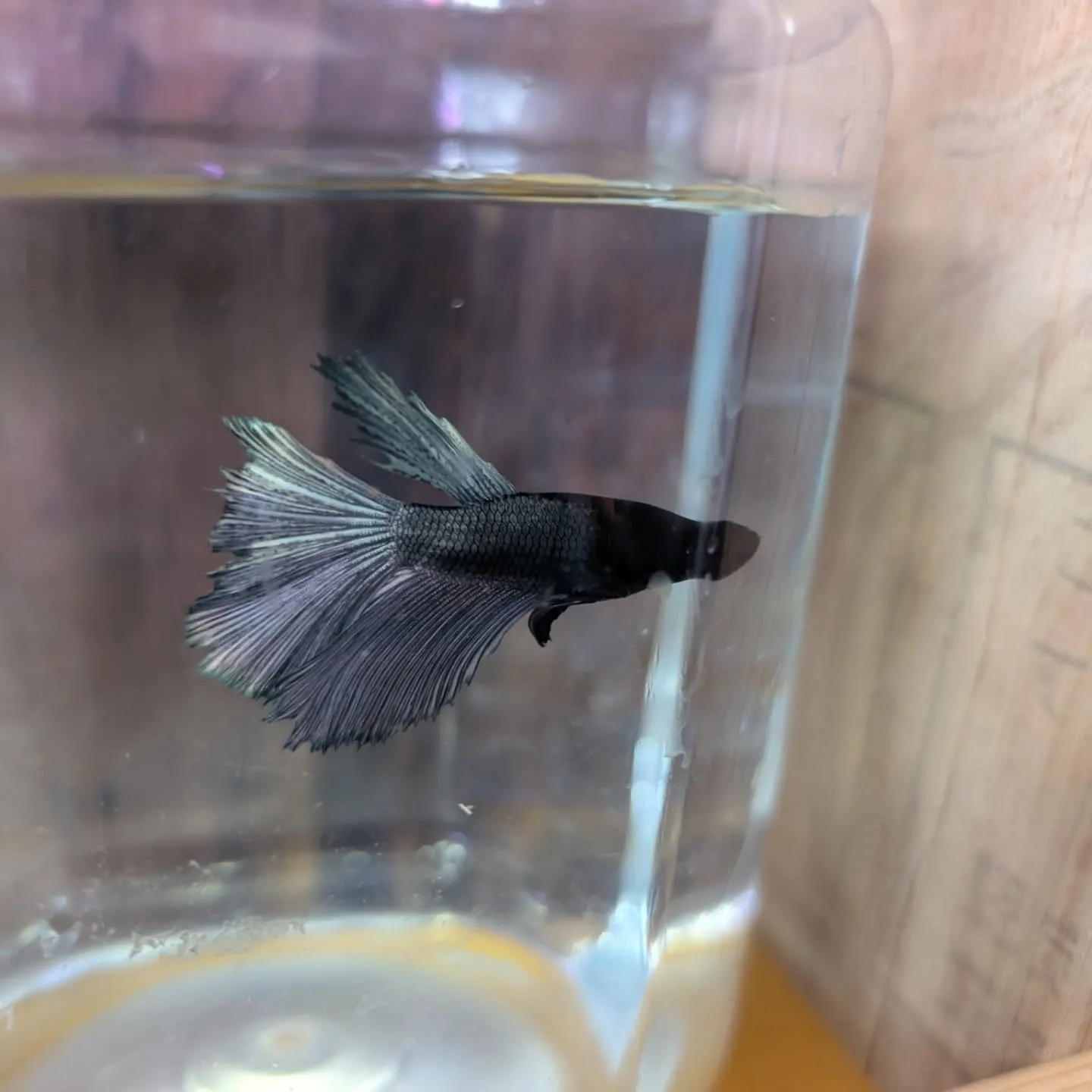 本日の入荷情報✨(金魚、熱帯魚、ベタ)