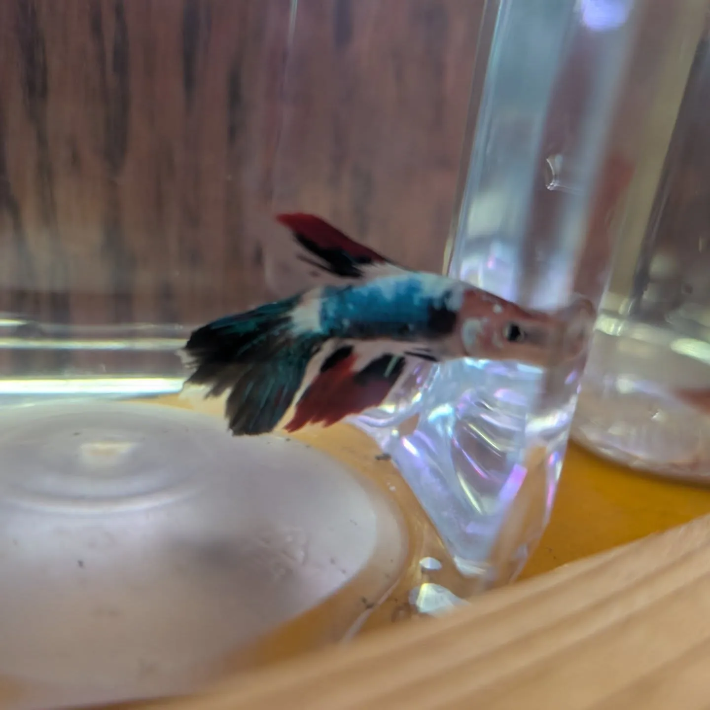 本日の入荷情報✨(金魚、熱帯魚、ベタ)