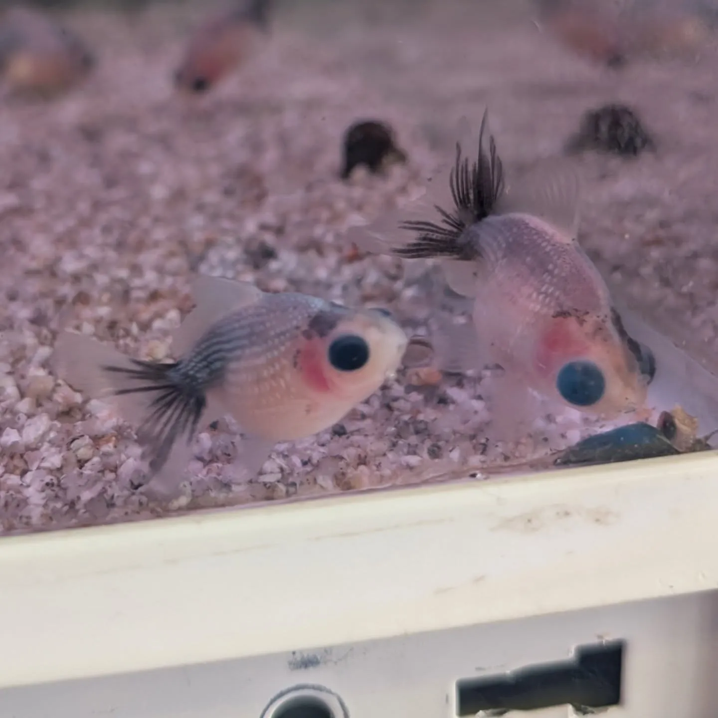 本日の入荷情報✨(金魚、熱帯魚)