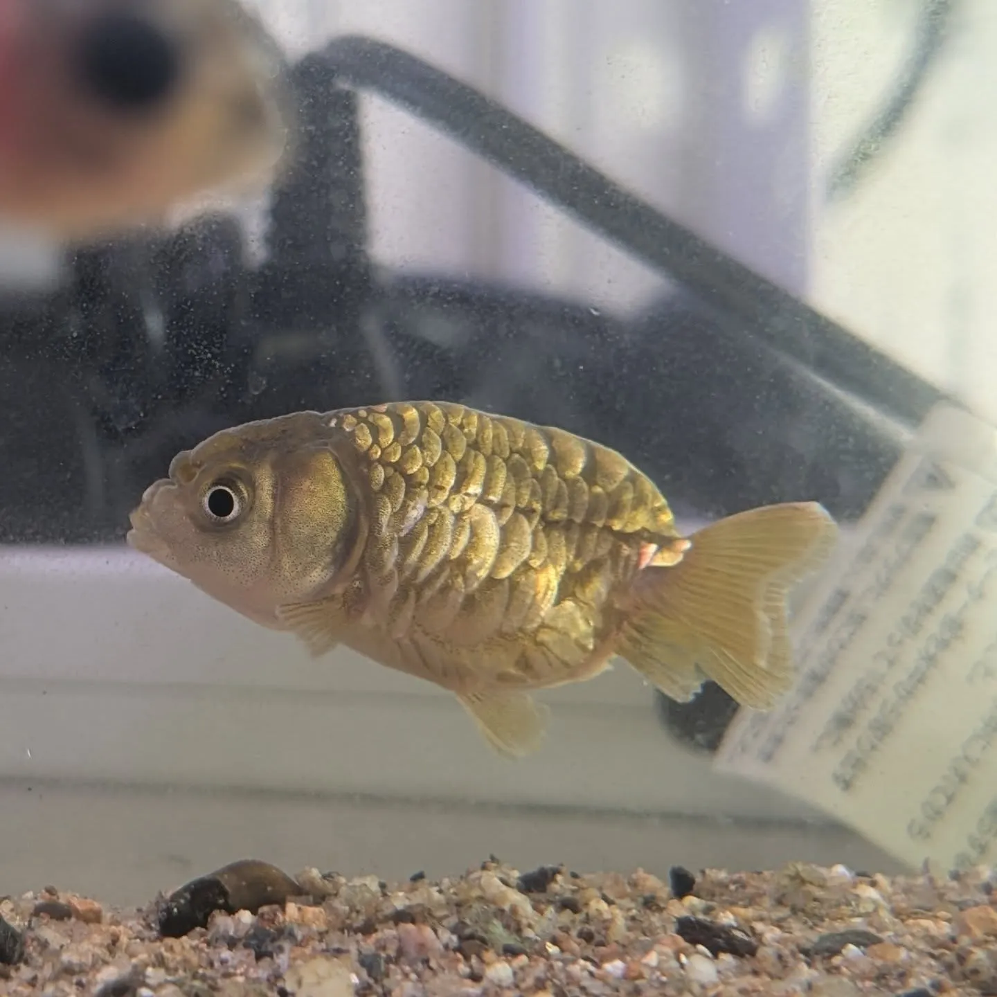 本日の入荷情報✨(金魚、熱帯魚)
