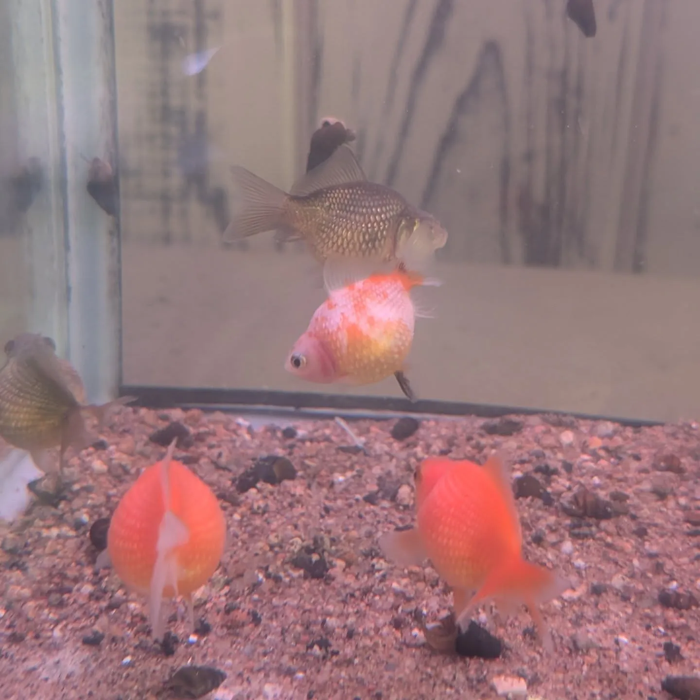 本日の入荷情報✨(金魚、熱帯魚)