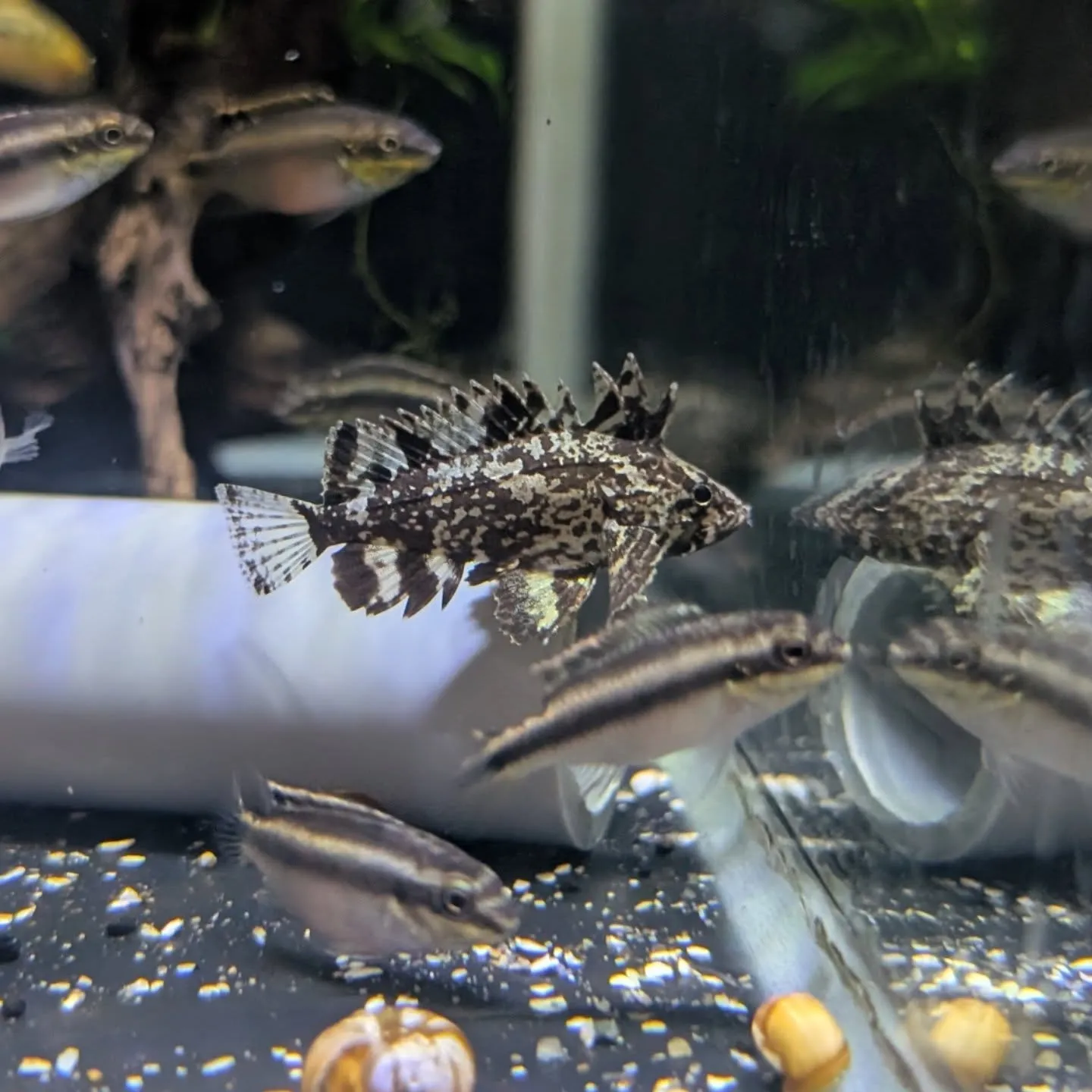 本日の入荷情報✨(金魚、熱帯魚)