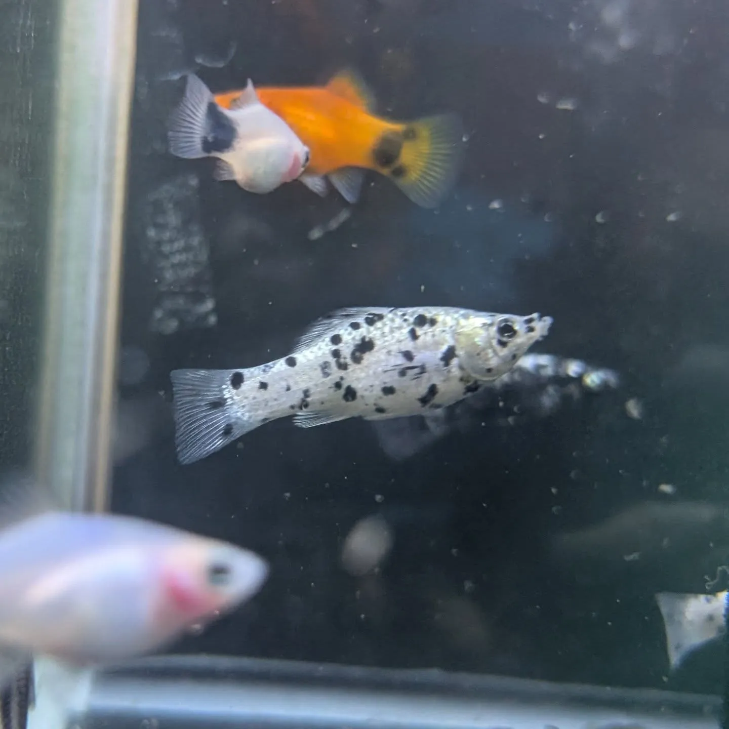 本日の入荷情報✨(金魚、熱帯魚)