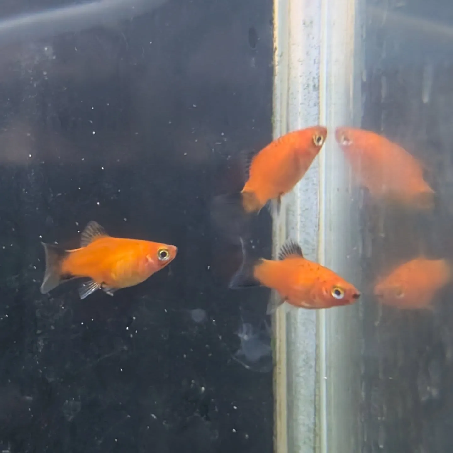 本日の入荷情報✨(金魚、熱帯魚)