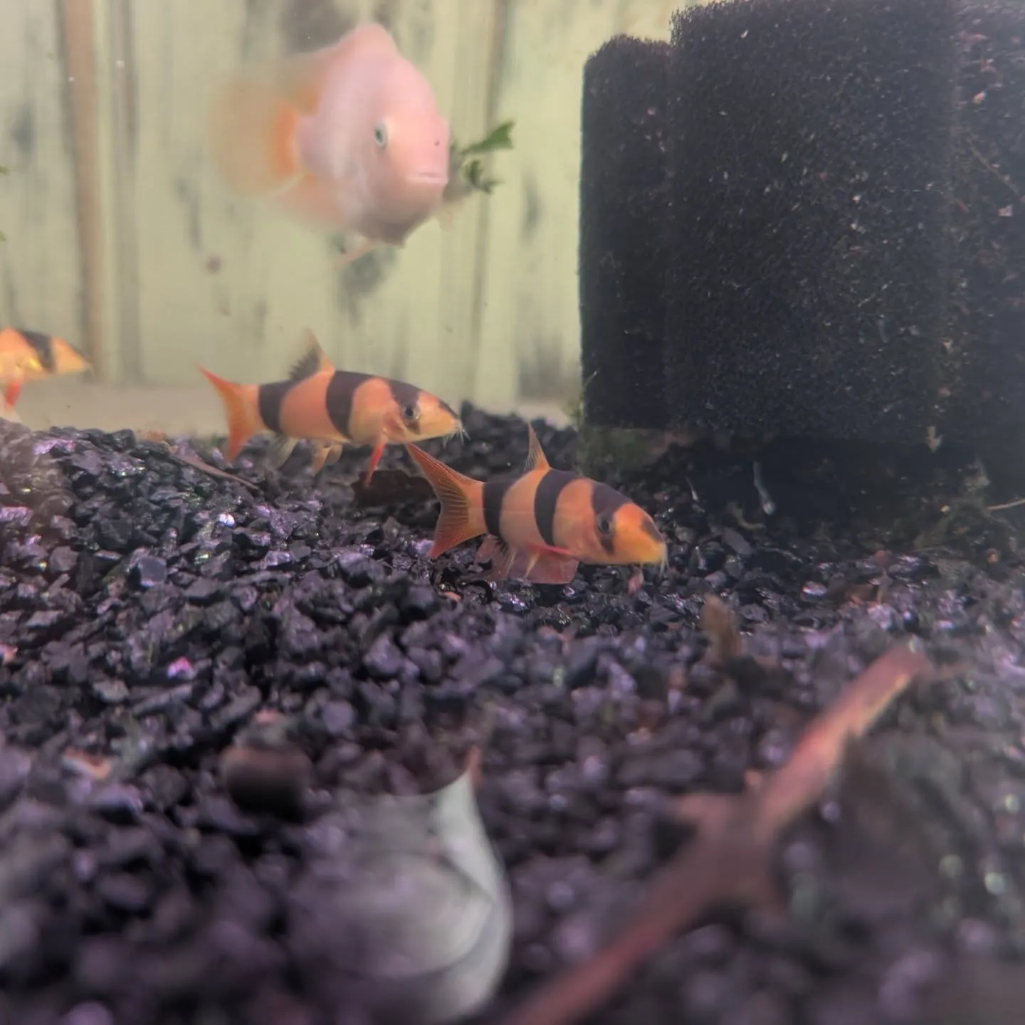 本日の入荷情報✨(金魚、熱帯魚)