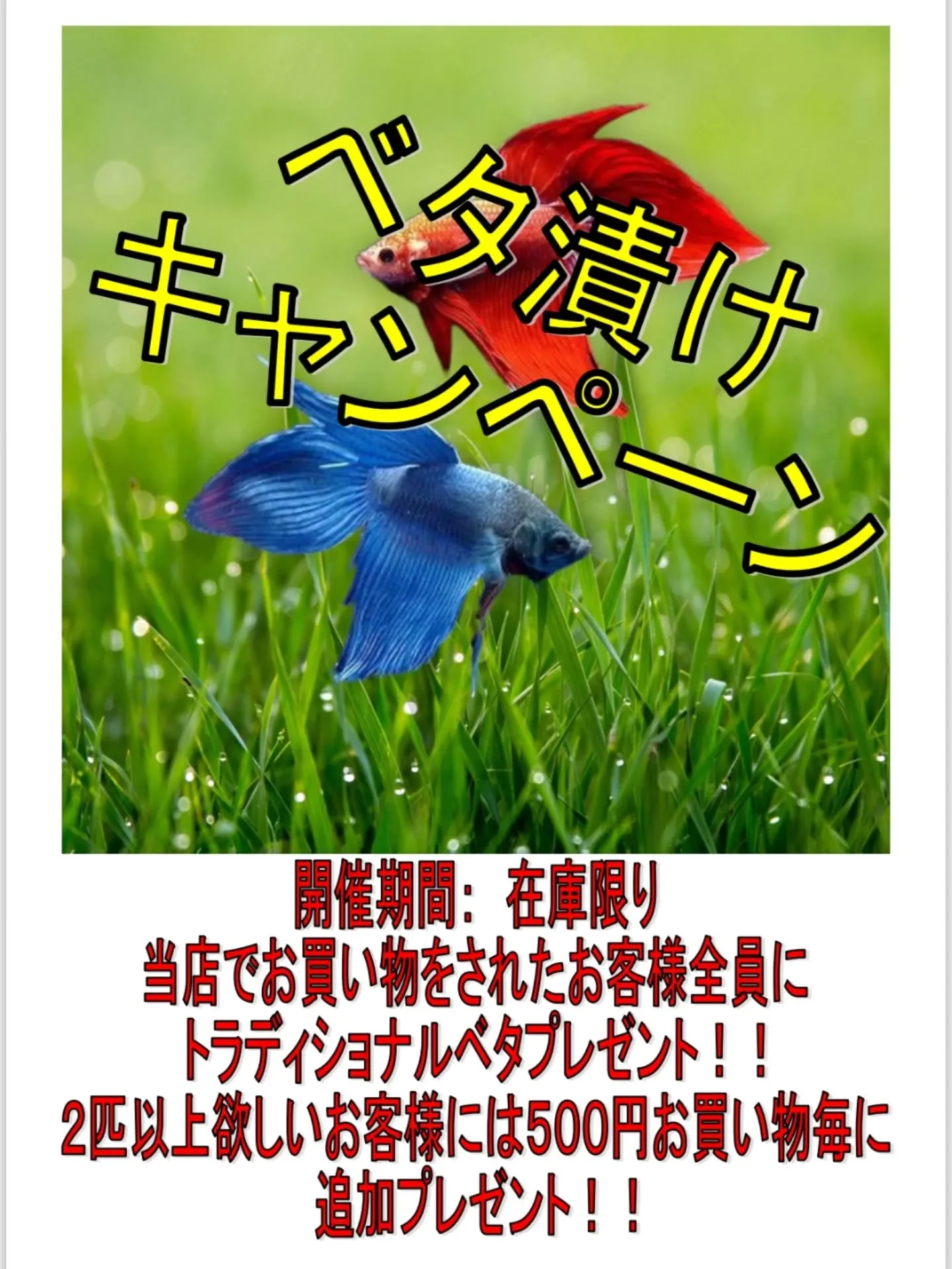 ベタ漬けキャンペーン開催中🎉