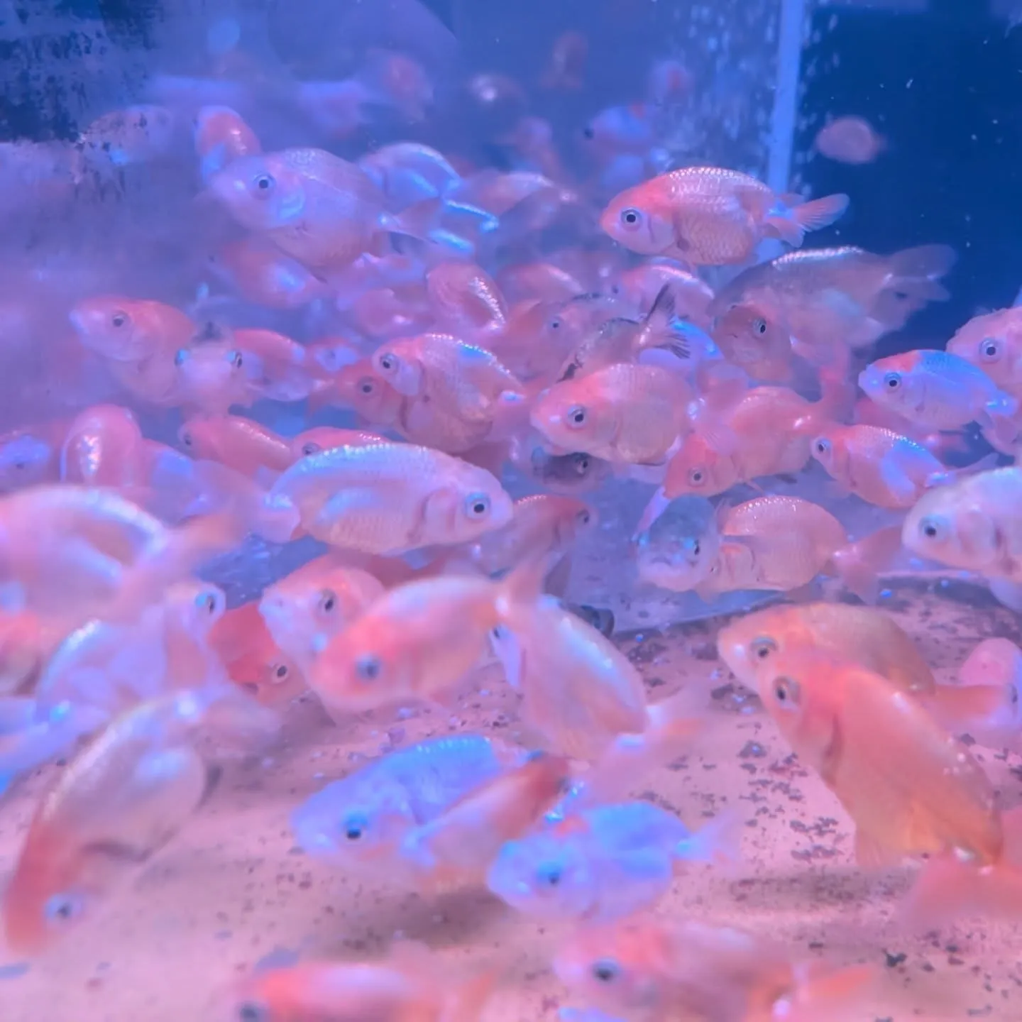 本日の入荷情報✨(金魚、カニ)