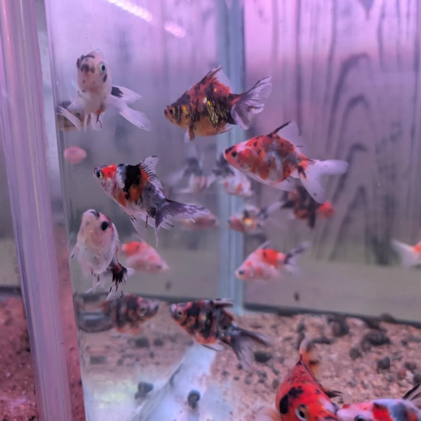本日の入荷情報✨(金魚、カニ)