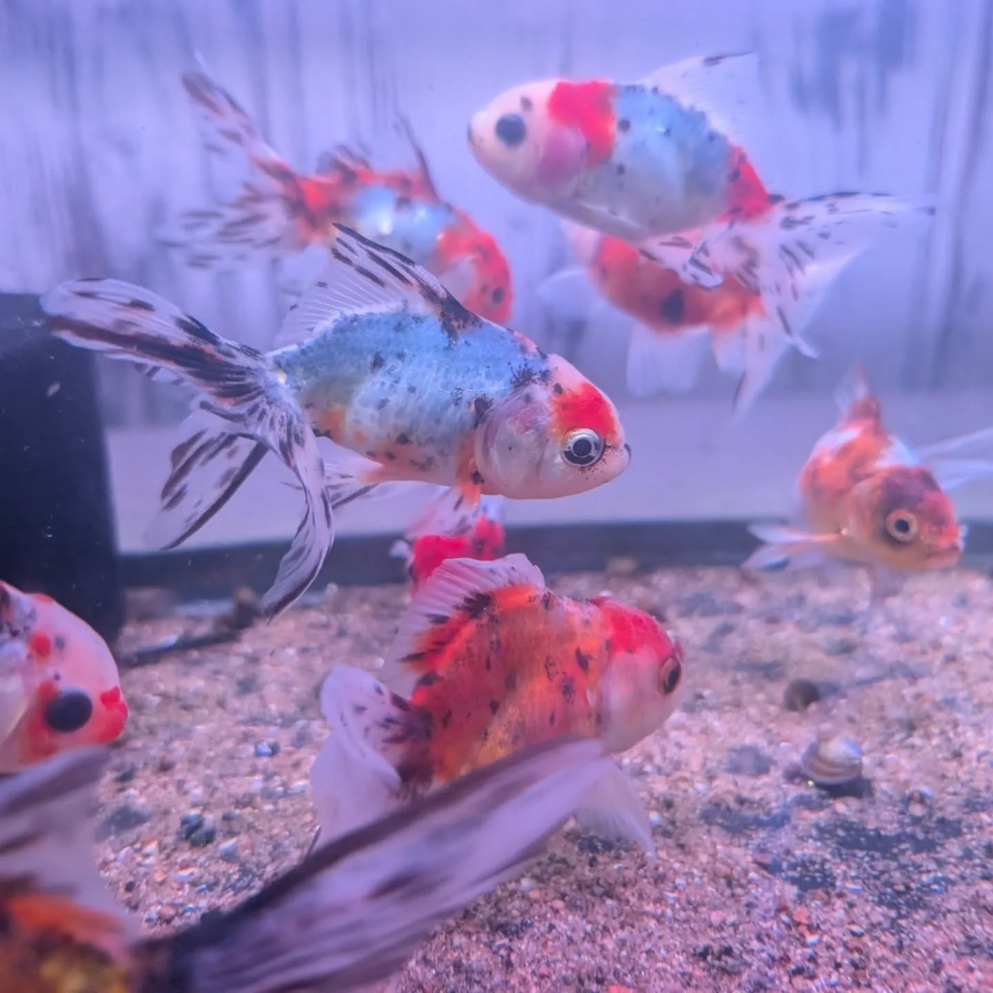 本日の入荷情報✨(金魚、カニ)