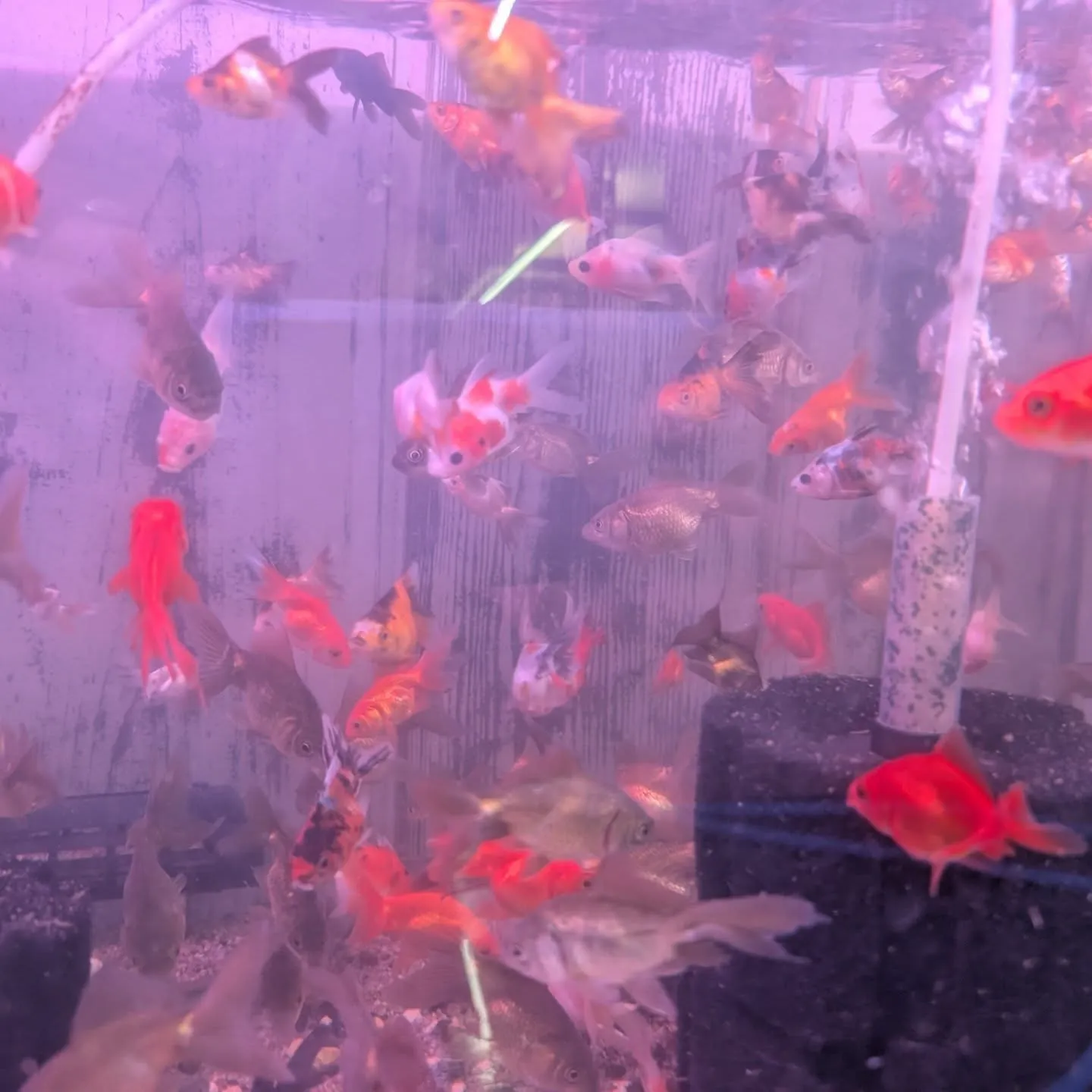 本日の入荷情報✨(金魚、カニ)