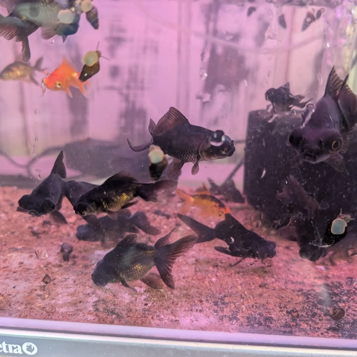 本日の入荷情報✨(金魚、カニ)